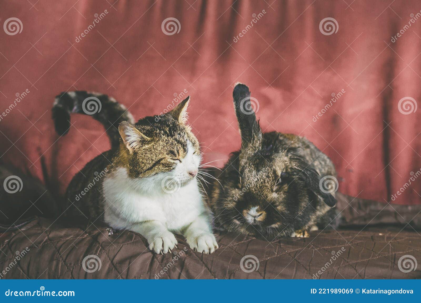 Cat and Rabbit Sitting Together Side by Side on Sofy Stock Image Image of animals, group