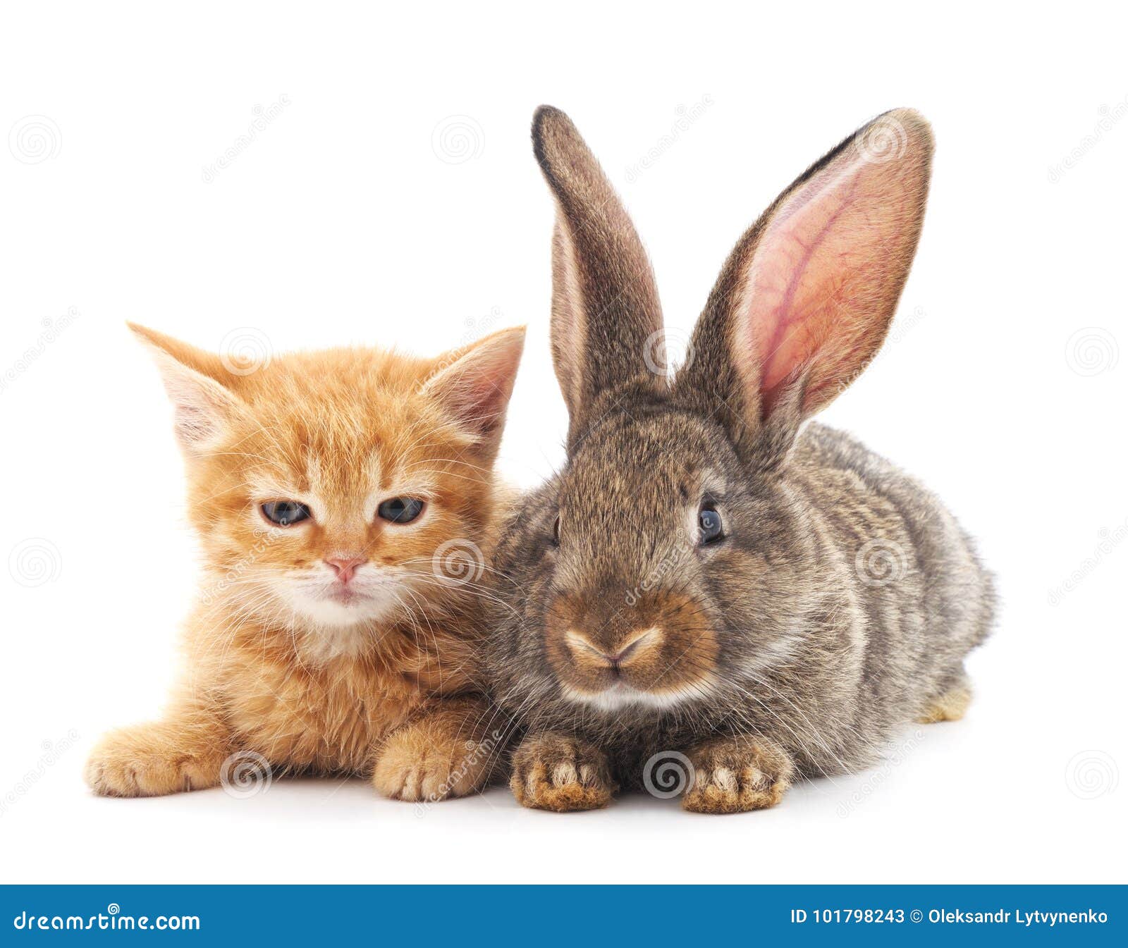 Cat and rabbit. stock image. Image of bunny, beautiful - 101798243