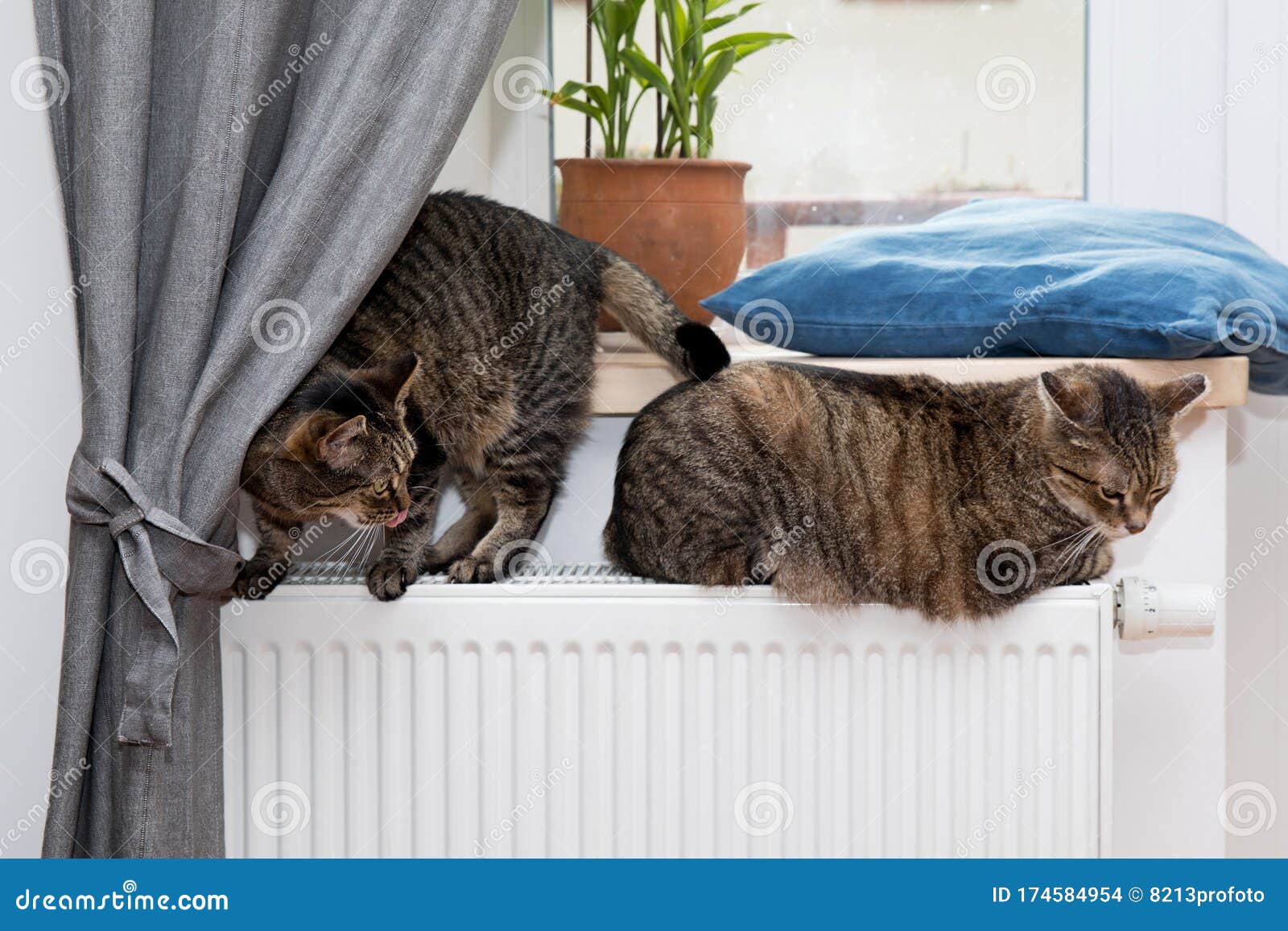 Cute Cat Lying and Sleeping on the Heating Radiator at Home Stock Photo