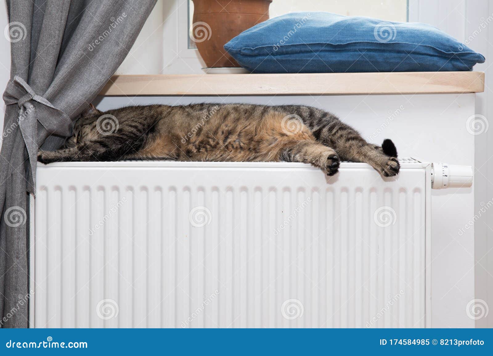 Cute Cat Lying and Sleeping on the Heating Radiator at Home Stock Image