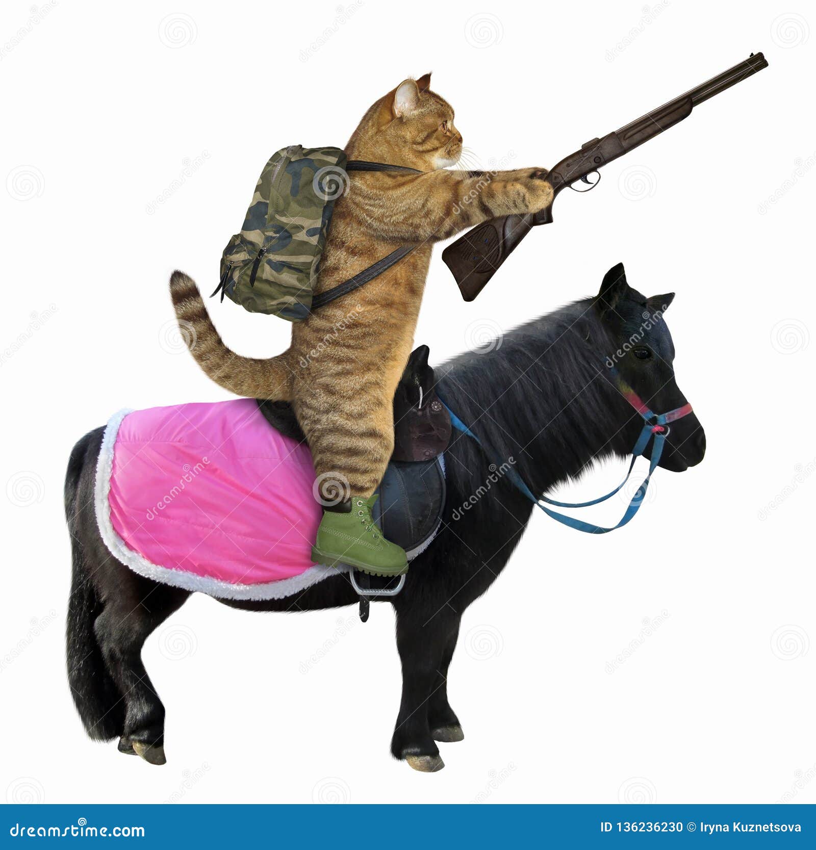 Cat With A Rifle On A Black Horse Stock Photo Image Of Humor Horse