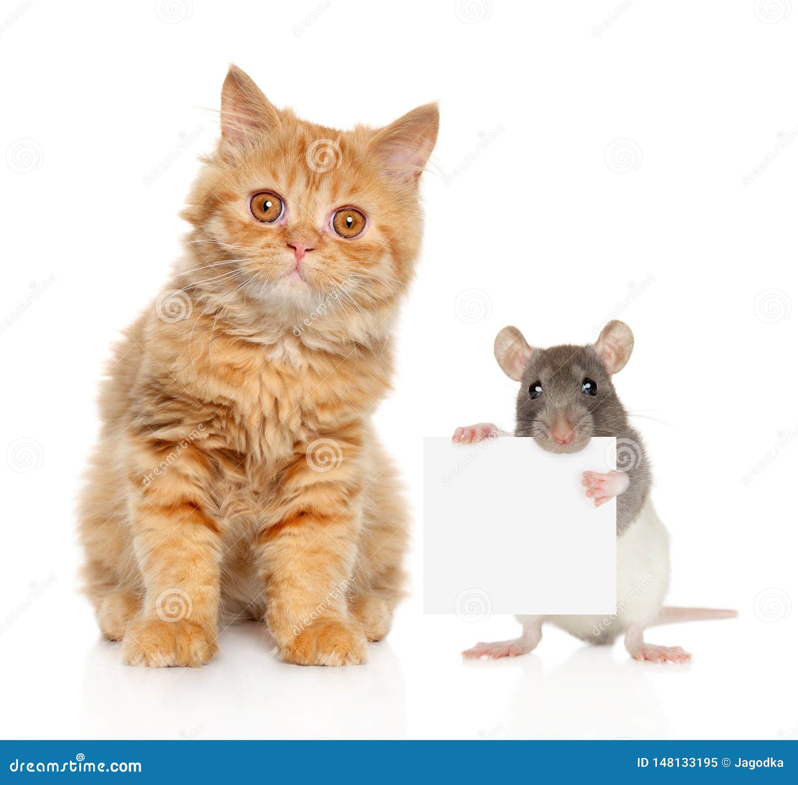 how to get ratty catty for free 2018 how to get ratty catty for free 2018