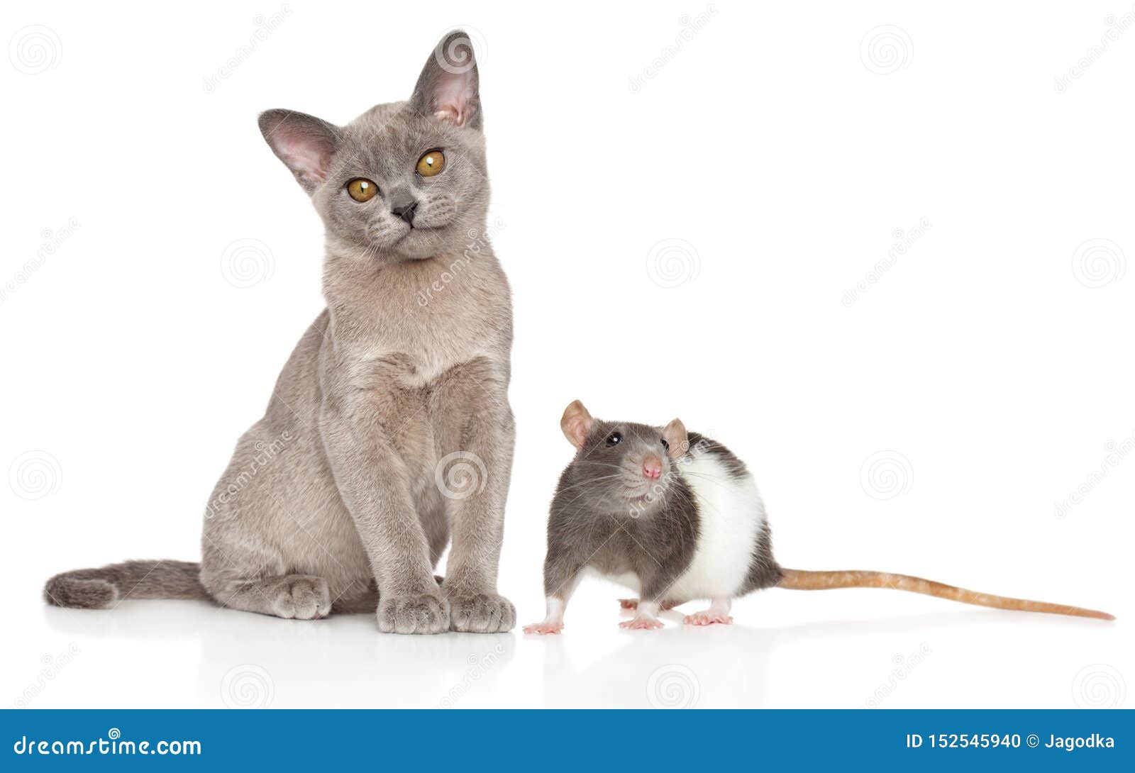 how to get ratty catty for free 2018 how to get ratty catty for free 2018