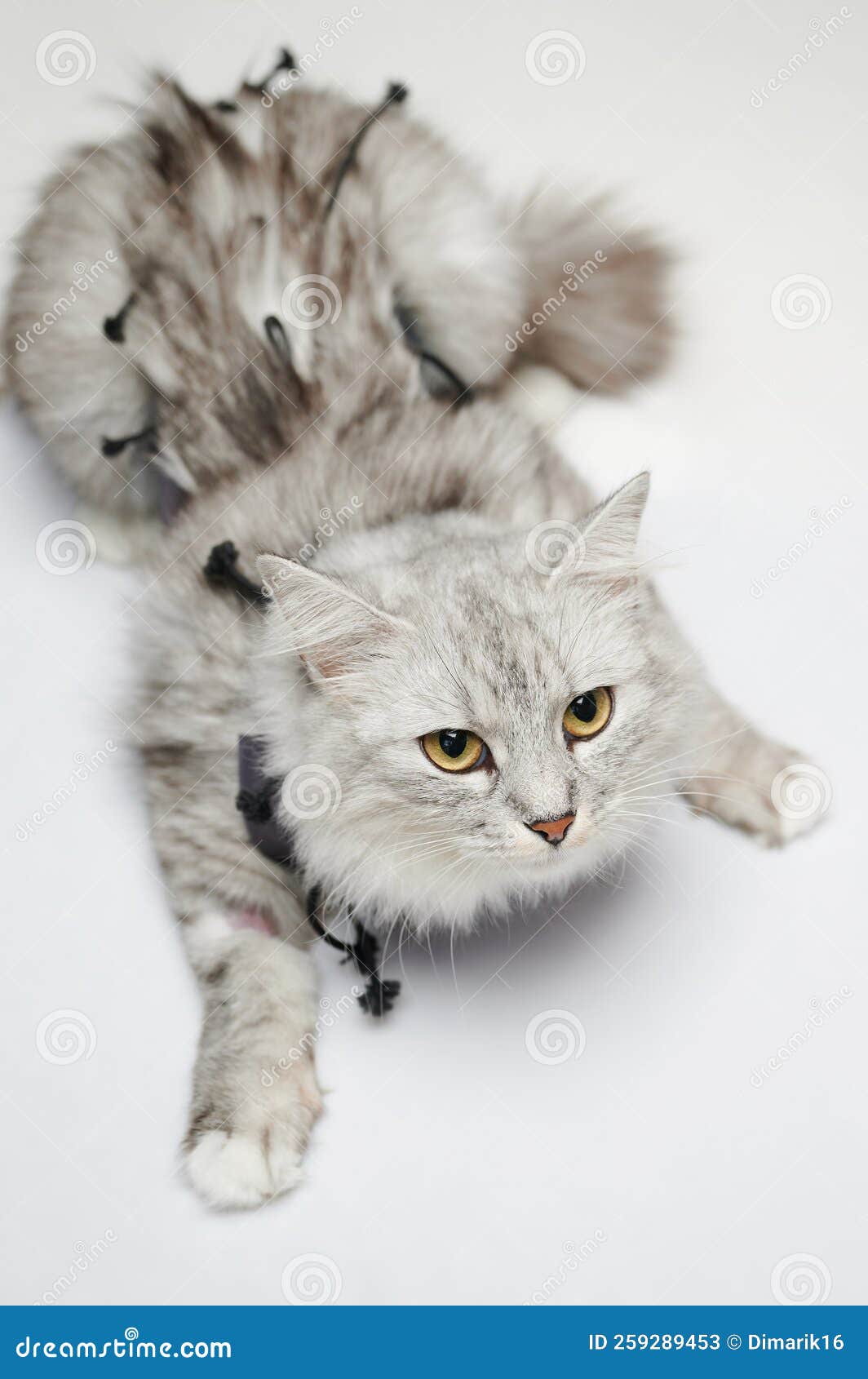 Cat recovery after surgery stock image. Image of care 259289453