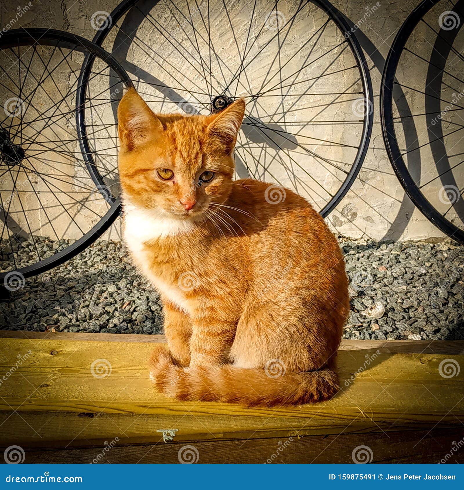 kitten wheel