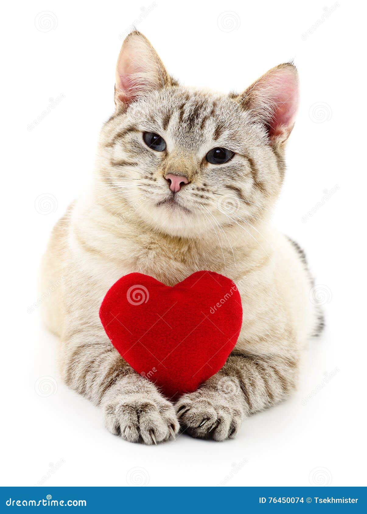 Cat with red heart. stock photo. Image of young, studio - 76450074