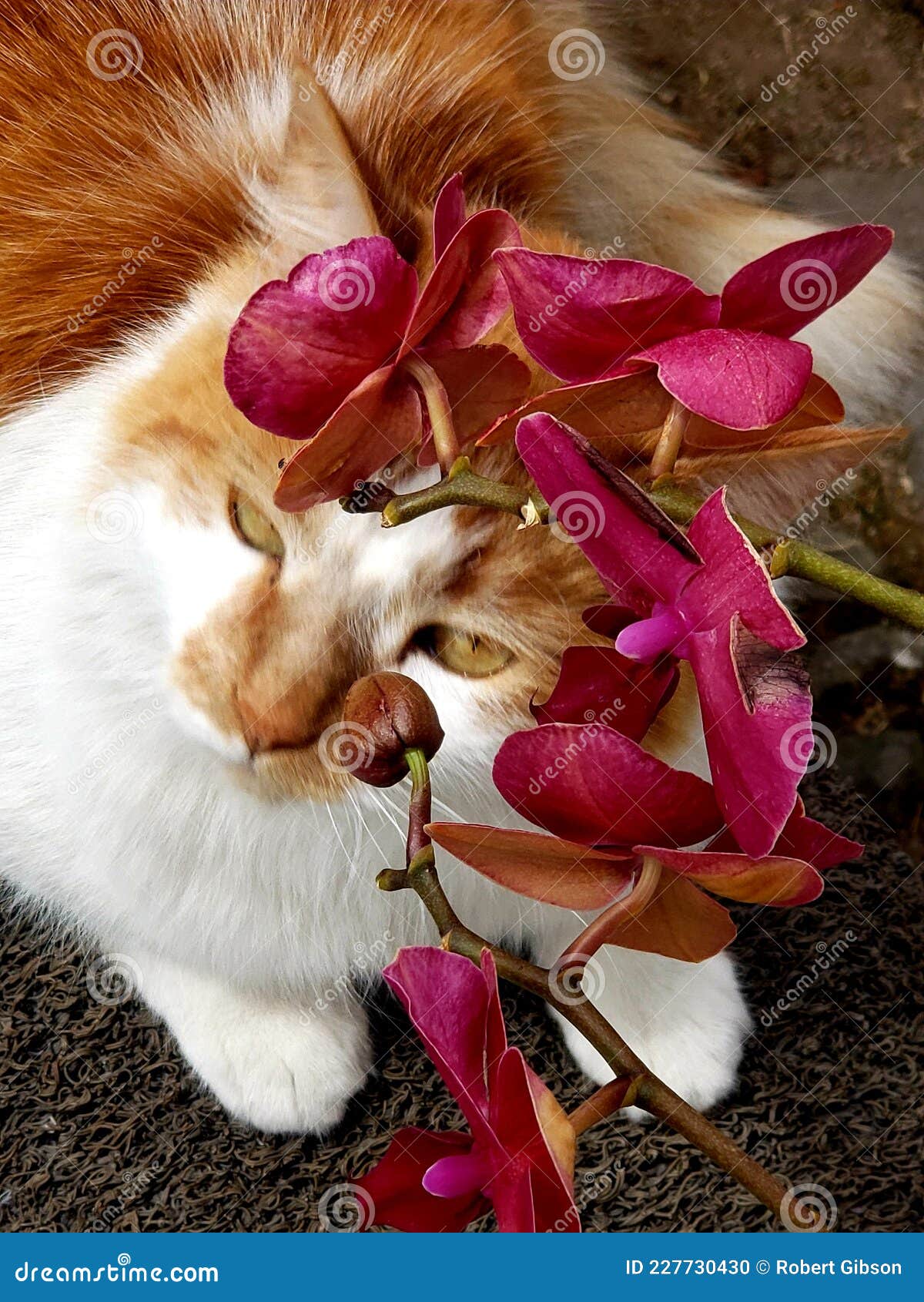Cat and Red Orchids are Beautiful Stock Photo Image of animal, exotic