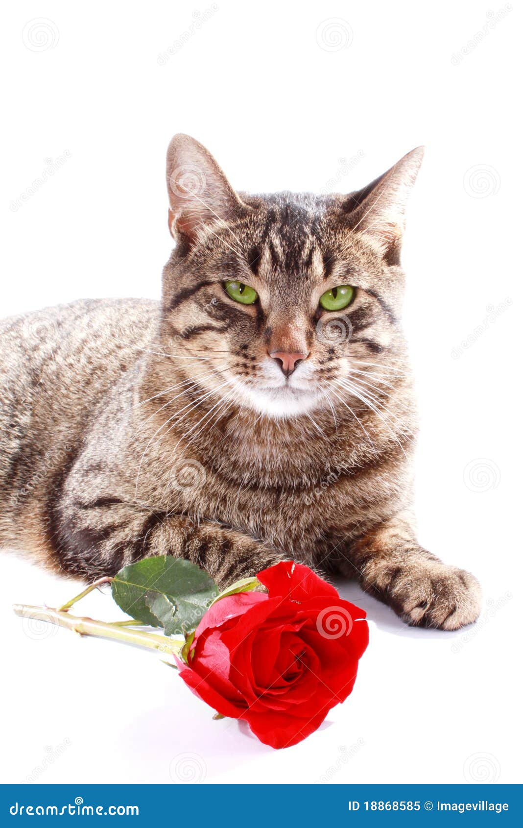  Cat  with red  rose  stock image Image of head eyes 