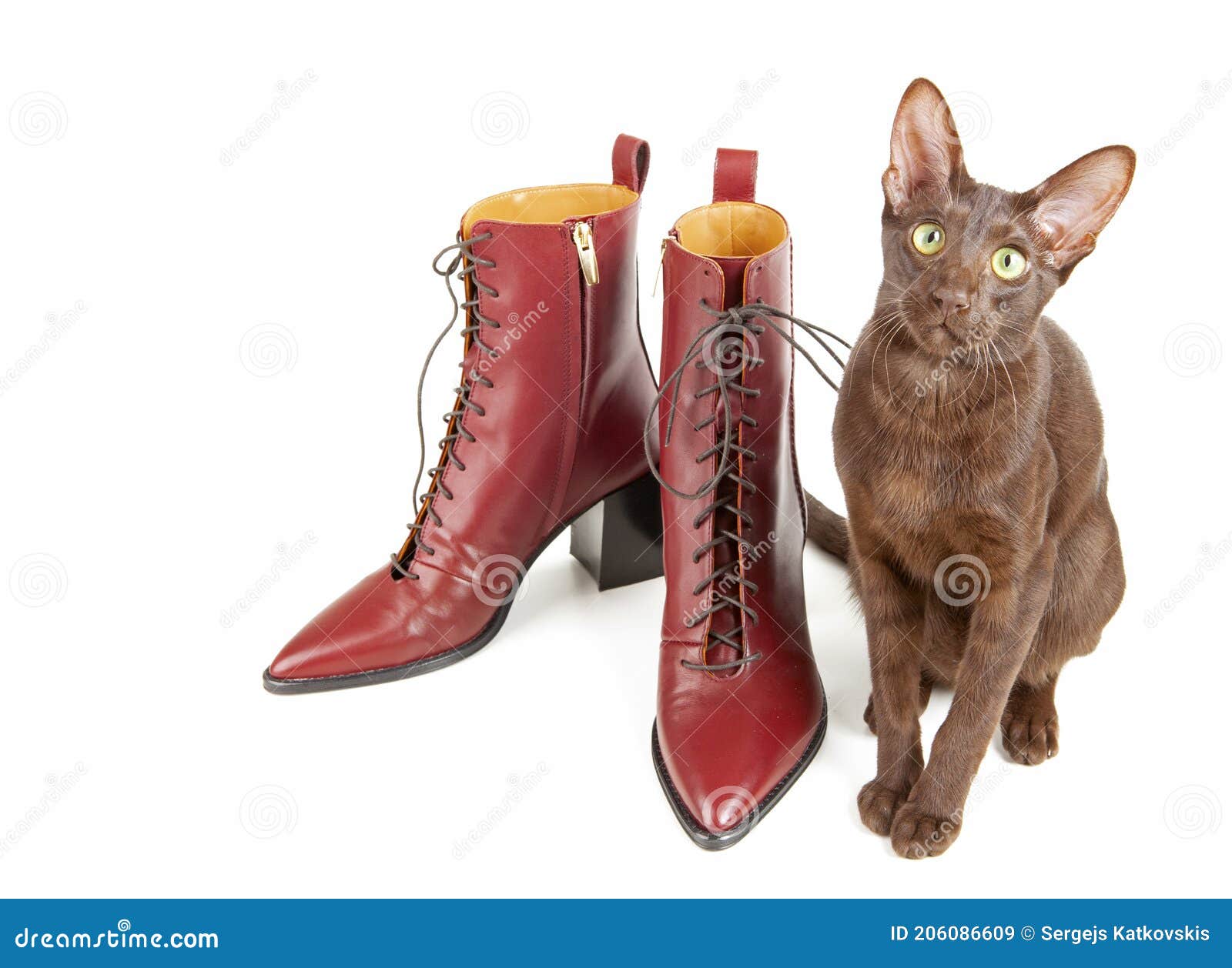 Cat and Red Shoes Isolated on White Stock Image Image of young, foot