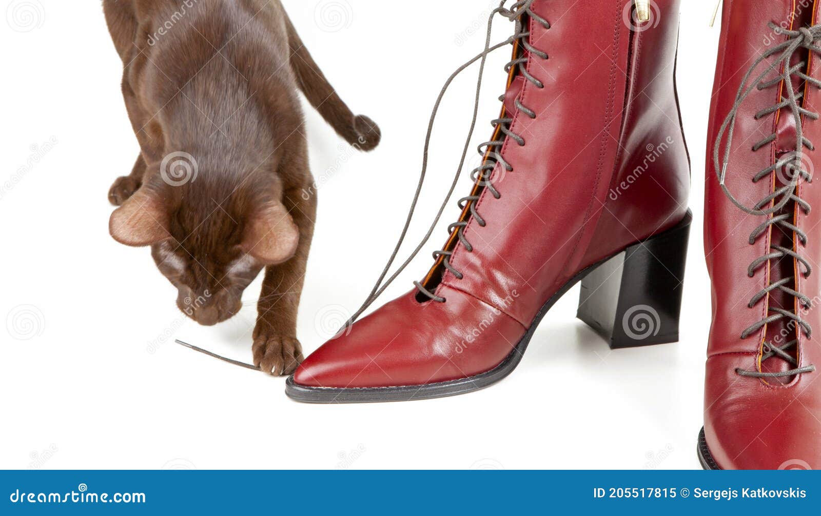 Cat and red shoes stock image. Image of boots, foot 205517815