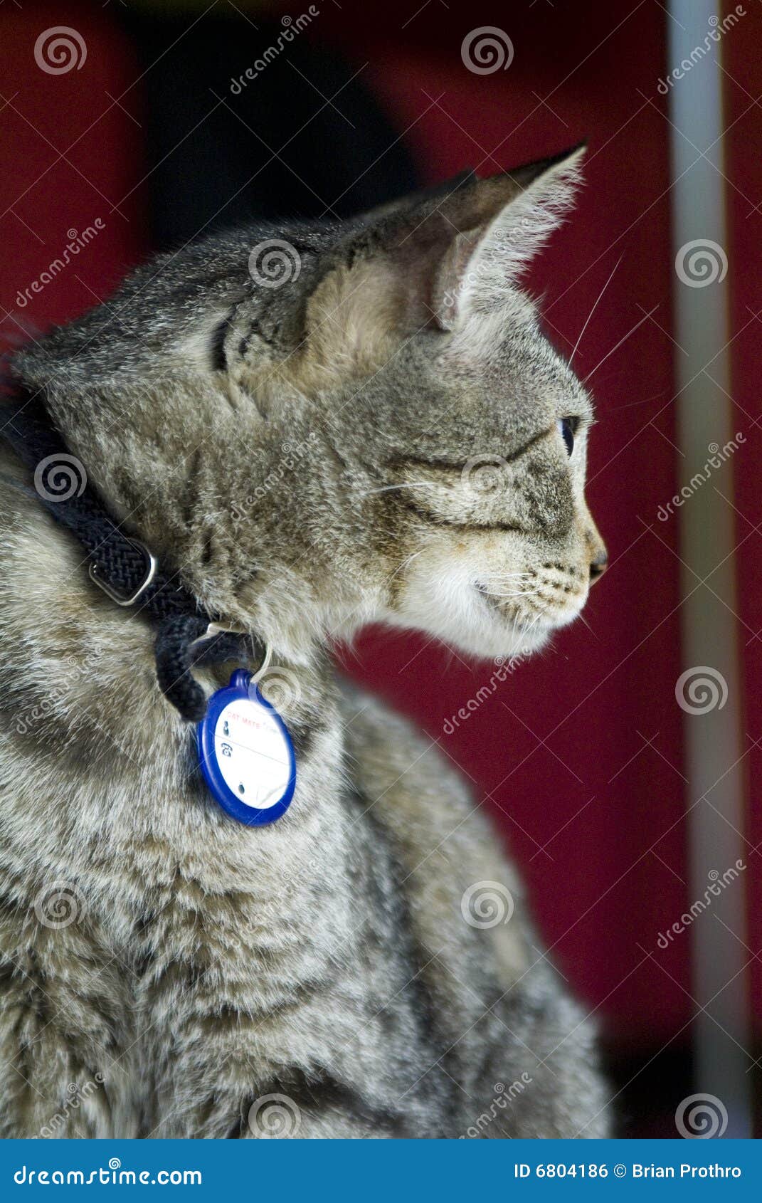  Cat  with Regal  Pose  stock photo Image of pretty stripes 