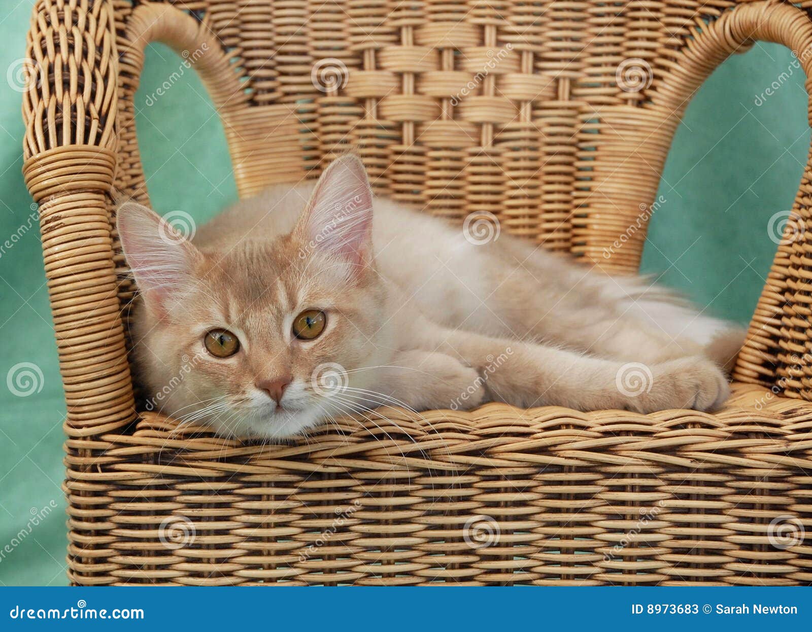 Cat Relaxing On A Wicker Chair Stock Image Image of pretty, pedigree