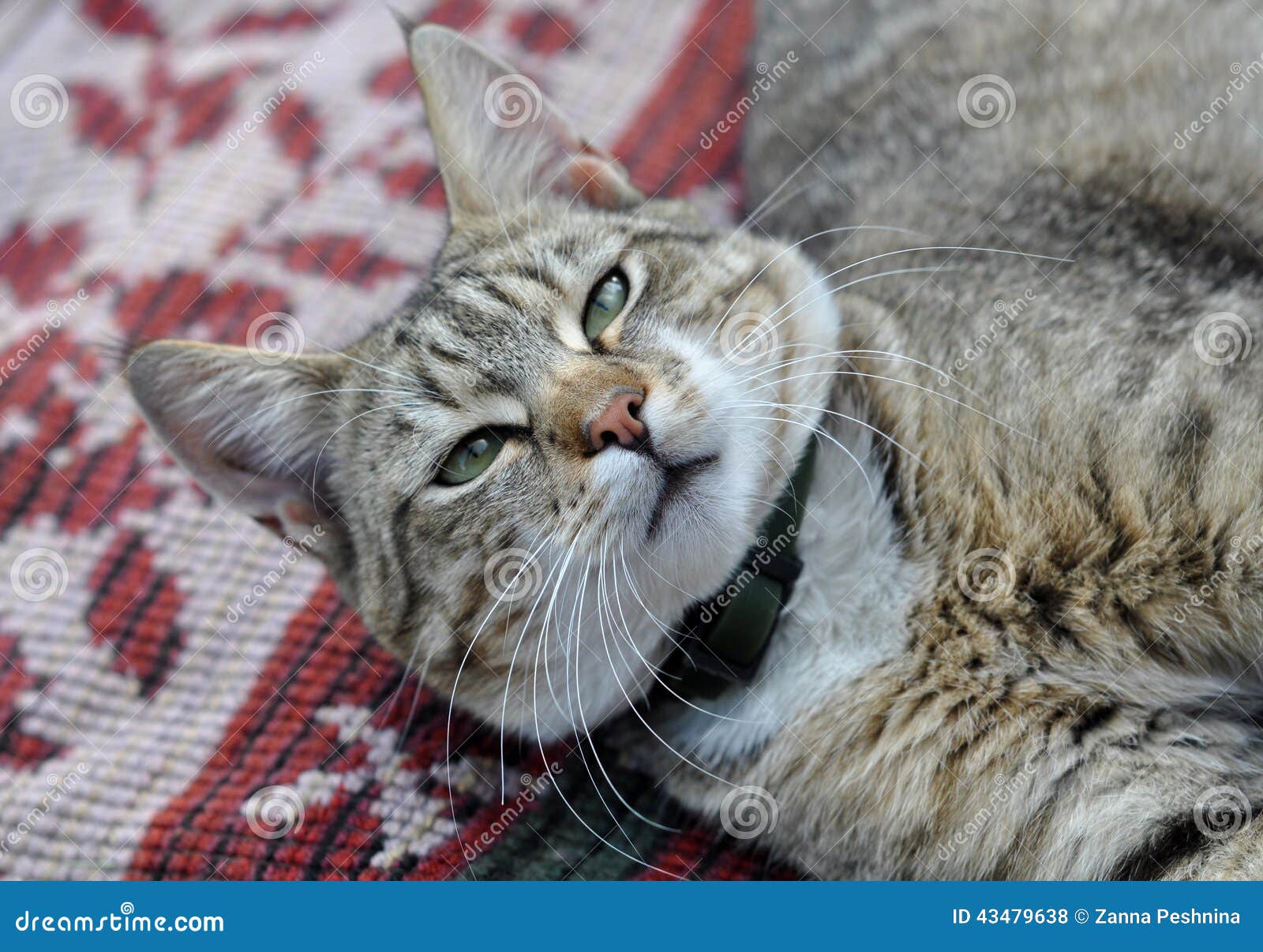Cat Resting on the Bedspread Stock Photo Image of kitty, dear 43479638