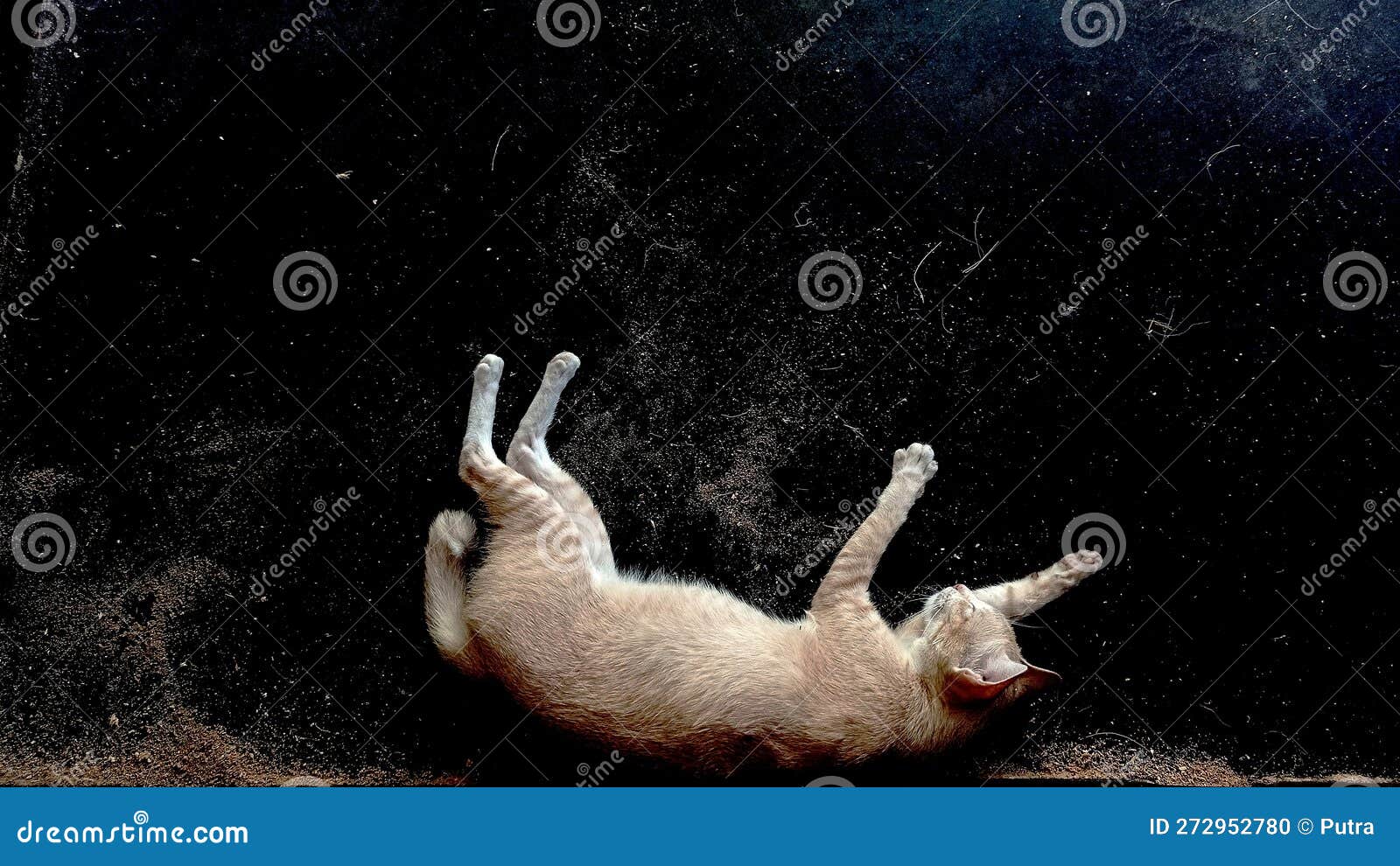 The Cat is Resting on the Dusty Floor Stock Photo Image of wild, wallpaper 272952780