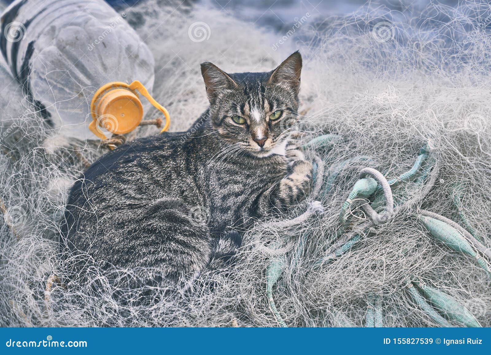 Cat Resting in a Phishing Nets Stock Image - Image of port, outdoor ...