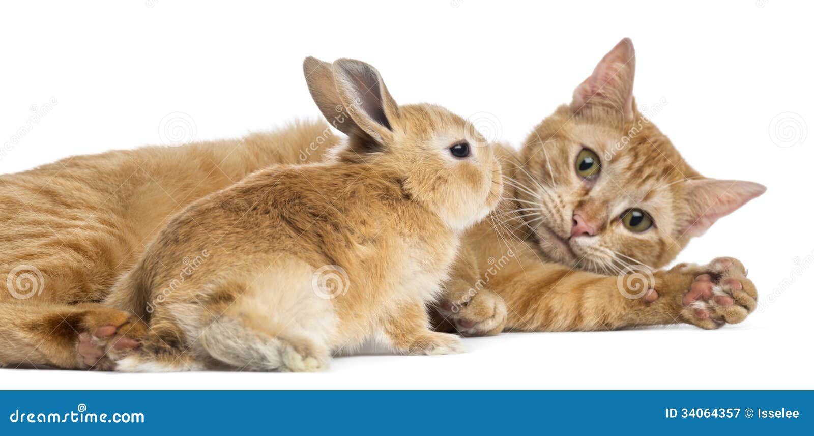 Cat and Rex Dwarf Rabbit, Isolated Stock Image Image of group, complicity 34064357