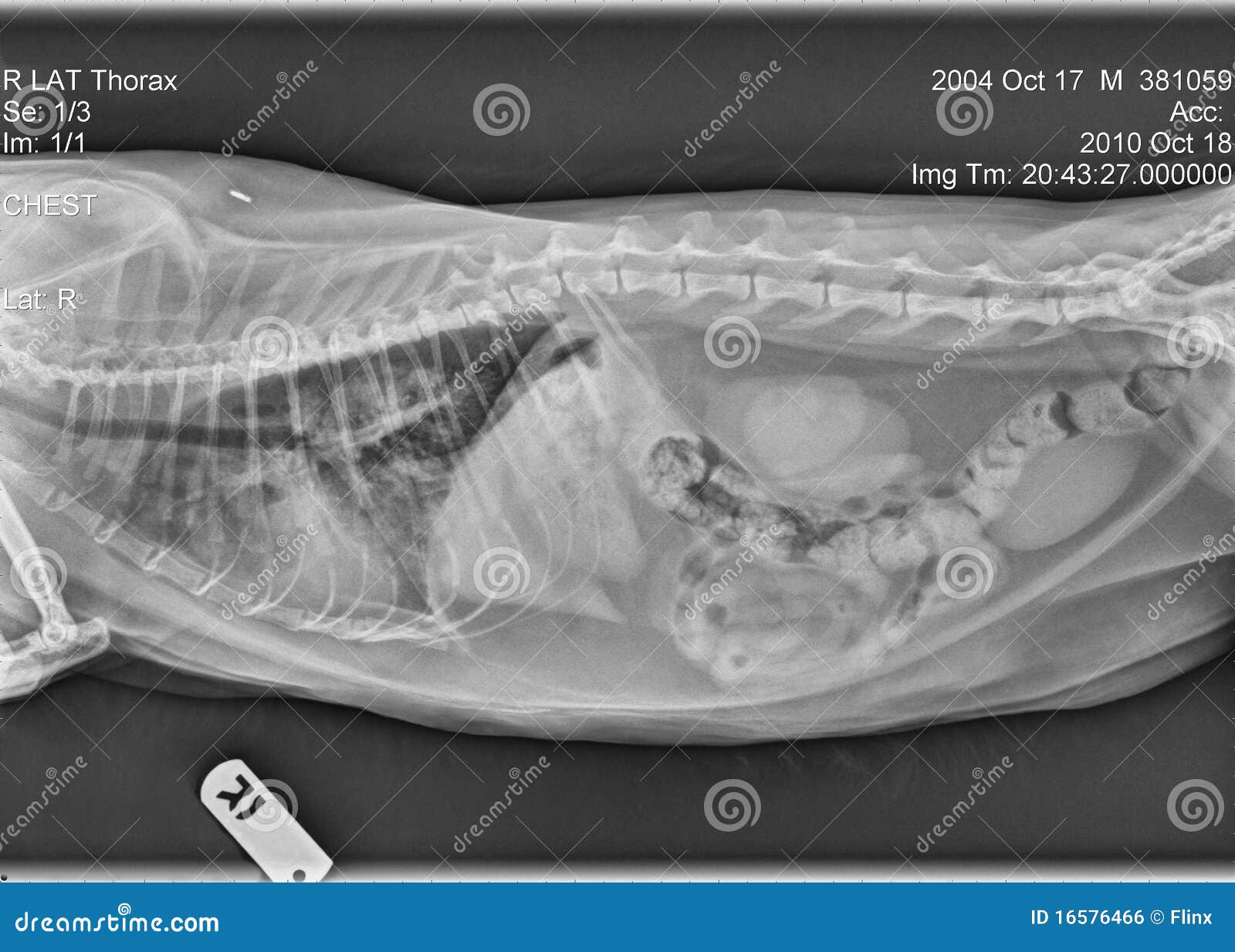 cat right lateral thorax x-ray