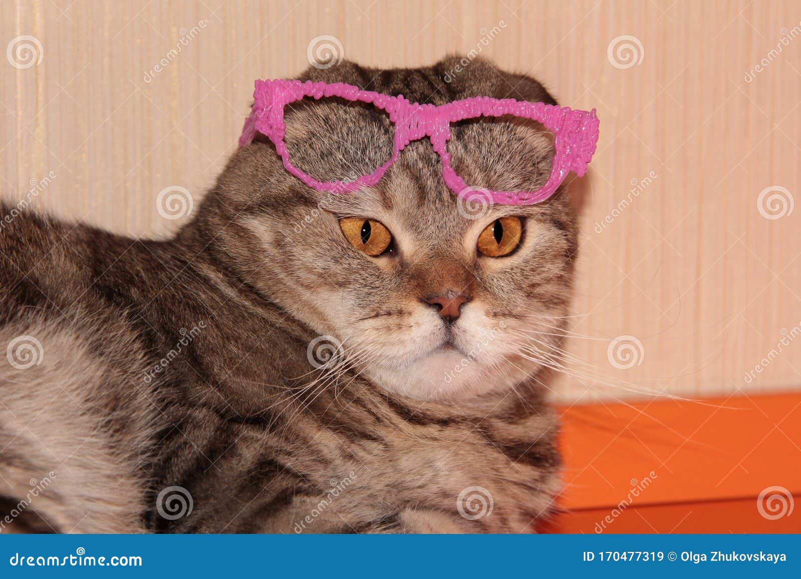 Cat In The Role Of The Teacher In A Makeshift Pink Glasses Stock Image Image Of Student Wildlife 170477319