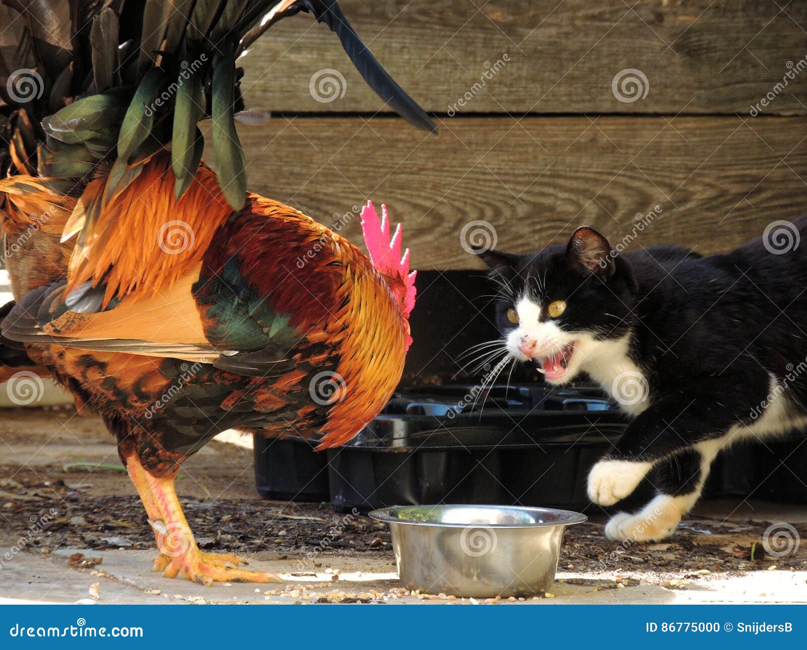 Cat and Rooster 002 stock photo. Image of rooster, catfight 86775000