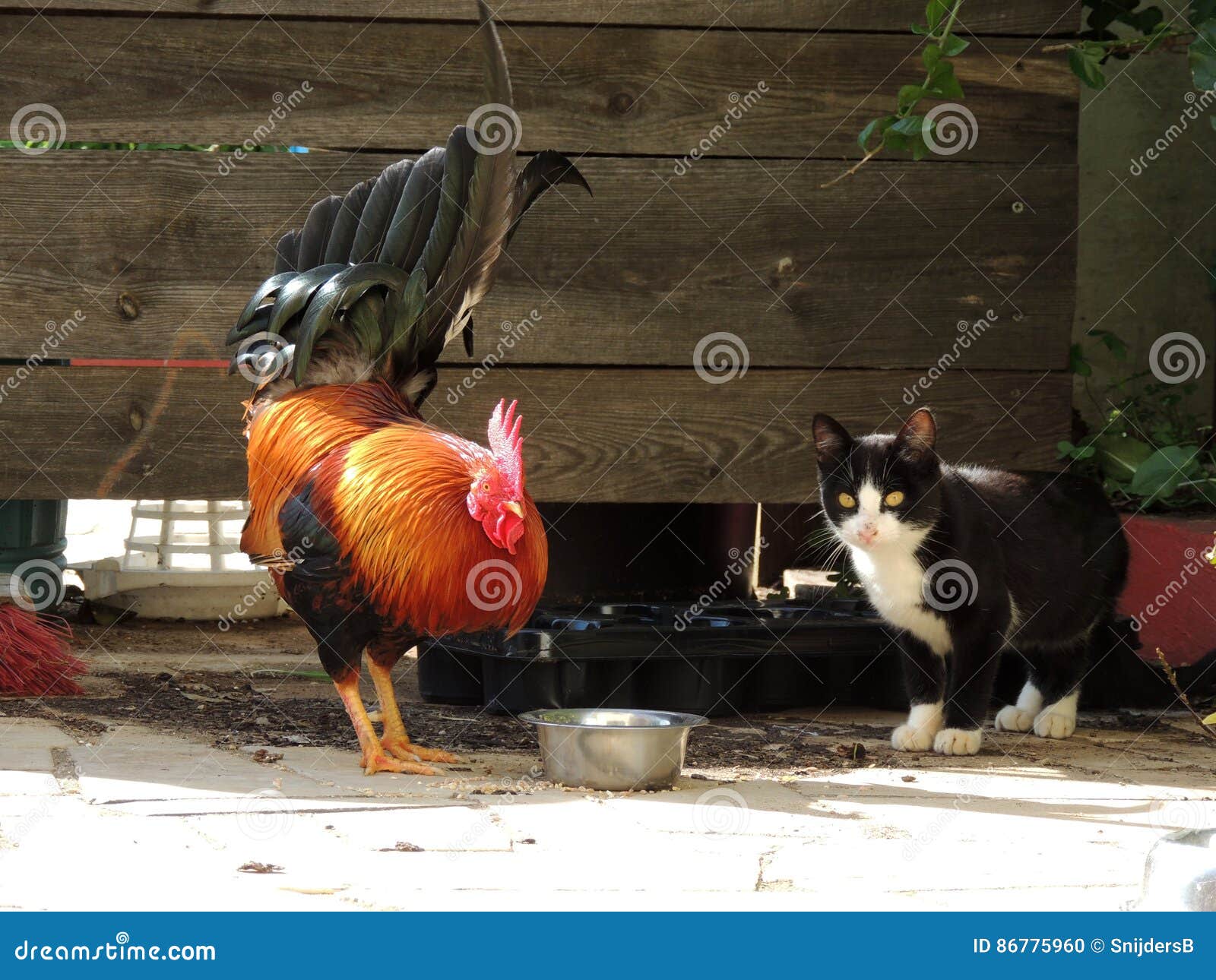 Cat and Rooster 003 stock photo. Image of animals, opposites 86775960
