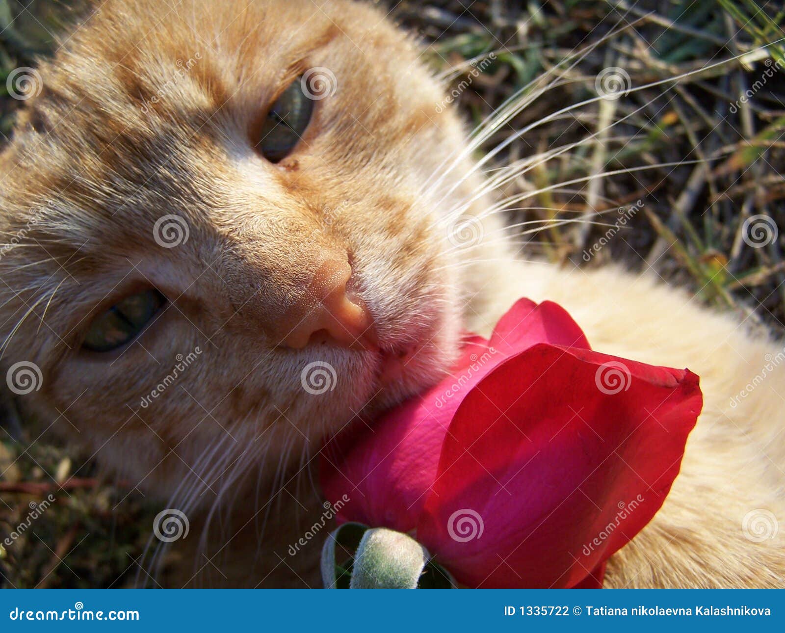 Cat and a rose. stock photo. Image of happy, nose, love 1335722