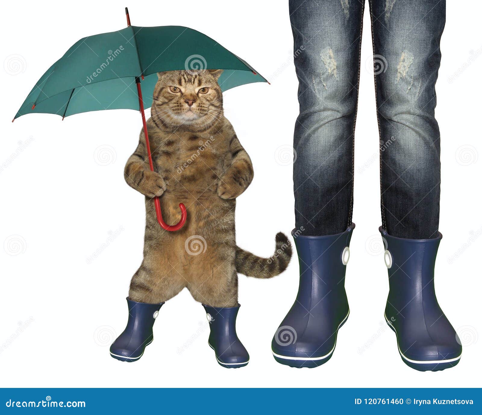 Cat in rubber boots 2 stock photo 