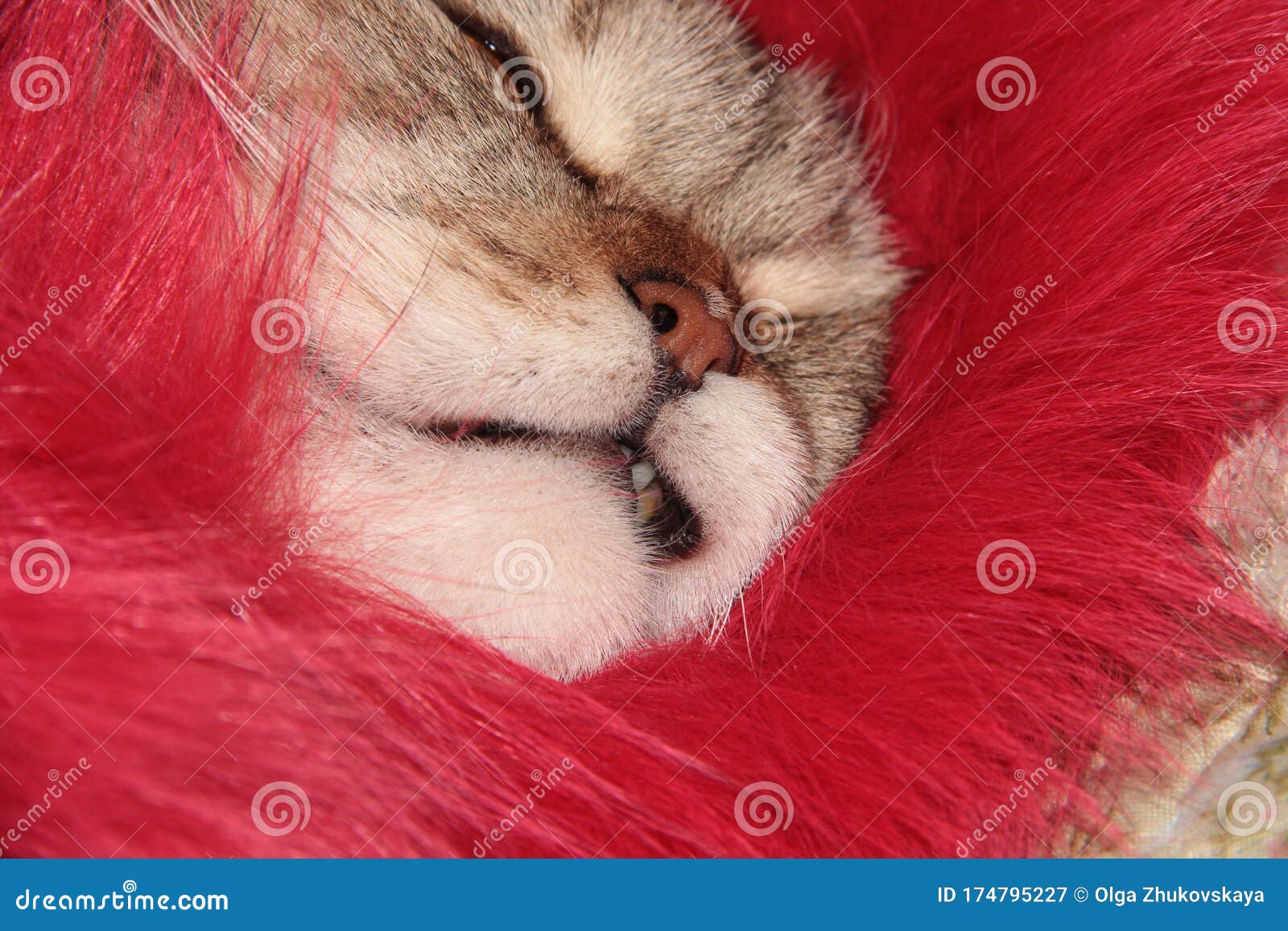 The Cat Ruffled His Lips. Cat`s Face Stock Image Image of nature