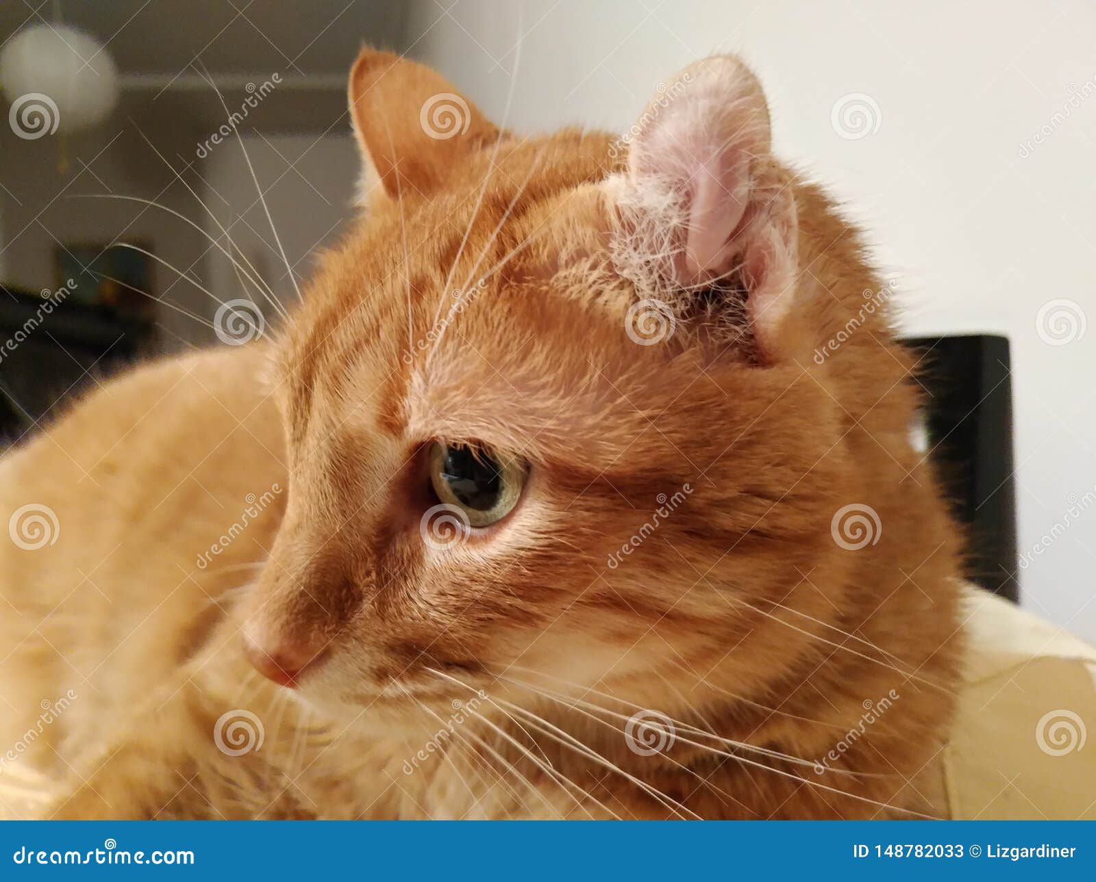 Cat's Ear Hematoma Caused By Infection Stock Image Image of unhealthy