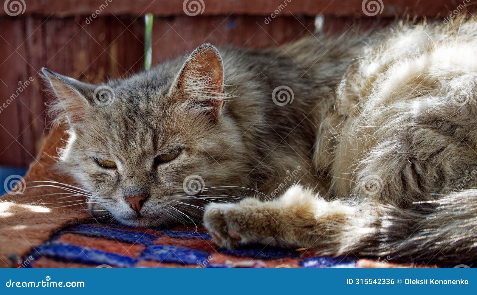 the cats ears are erect yet relaxed its whiskers spread out gracefully, adding to the serene ambiance of the image