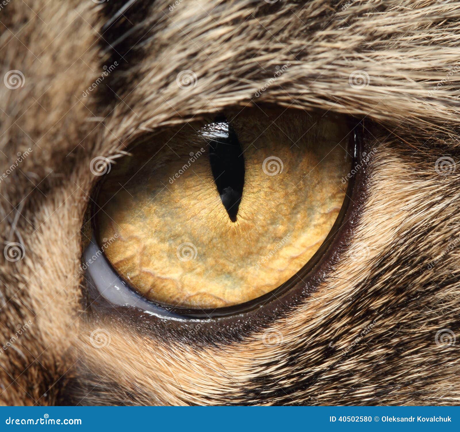Cat s eye close up stock photo. Image of camera, cats 40502580