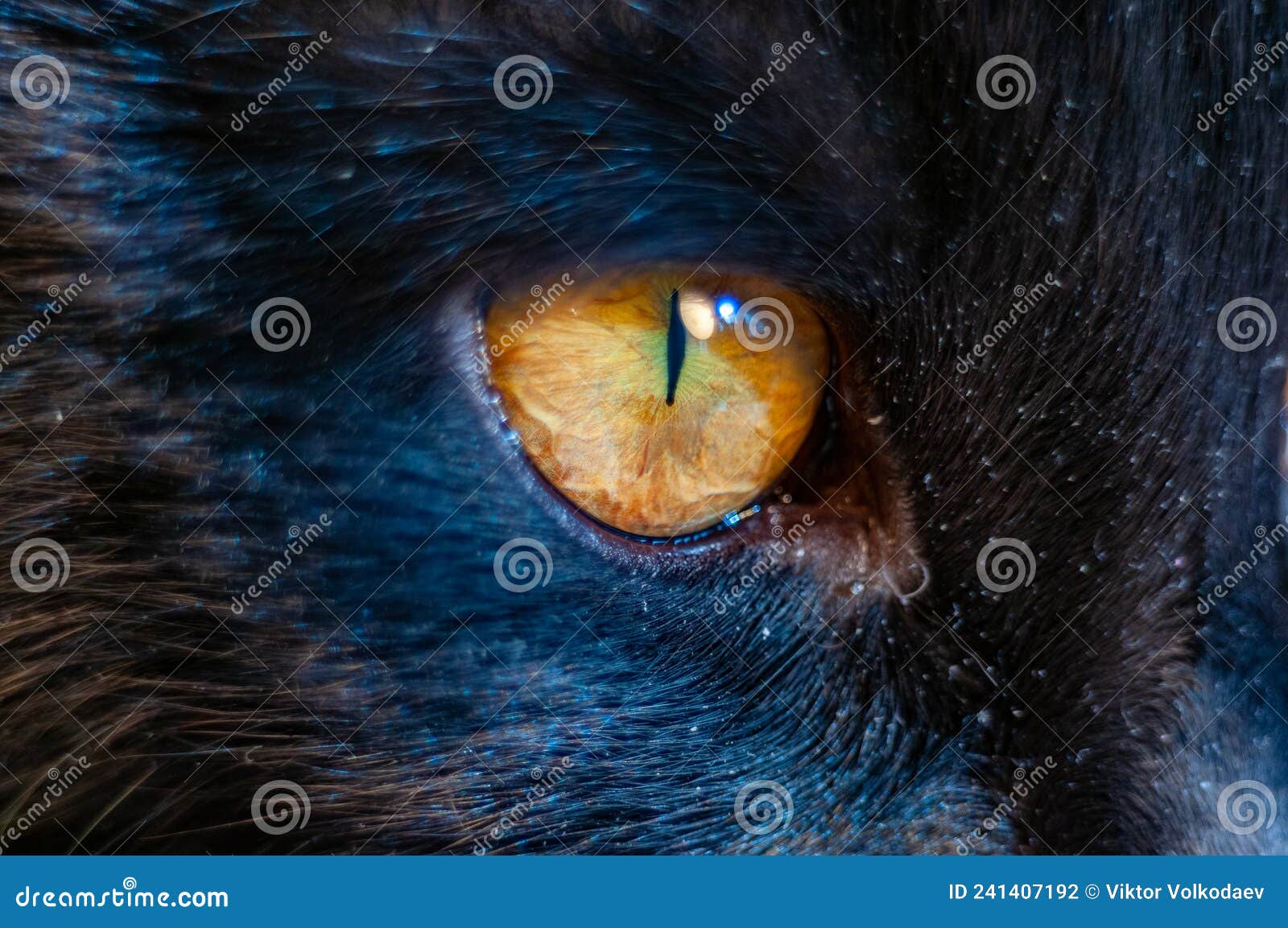 resterend dat is alles veiling Cat s eye in close-up! stock photo. Image of black, animal - 241407192