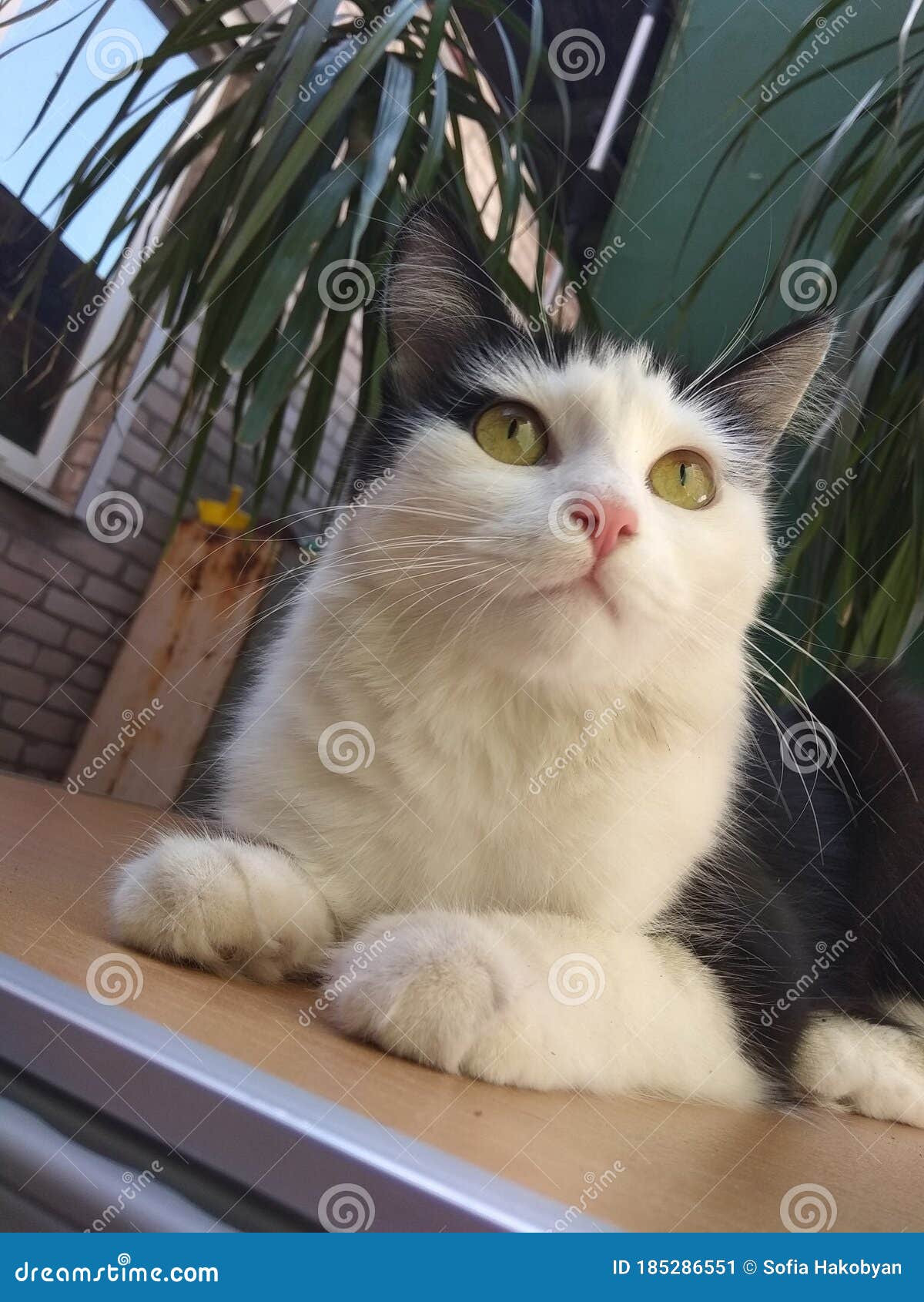 Cat s eye look almond eyes stock image. Image of white 185286551