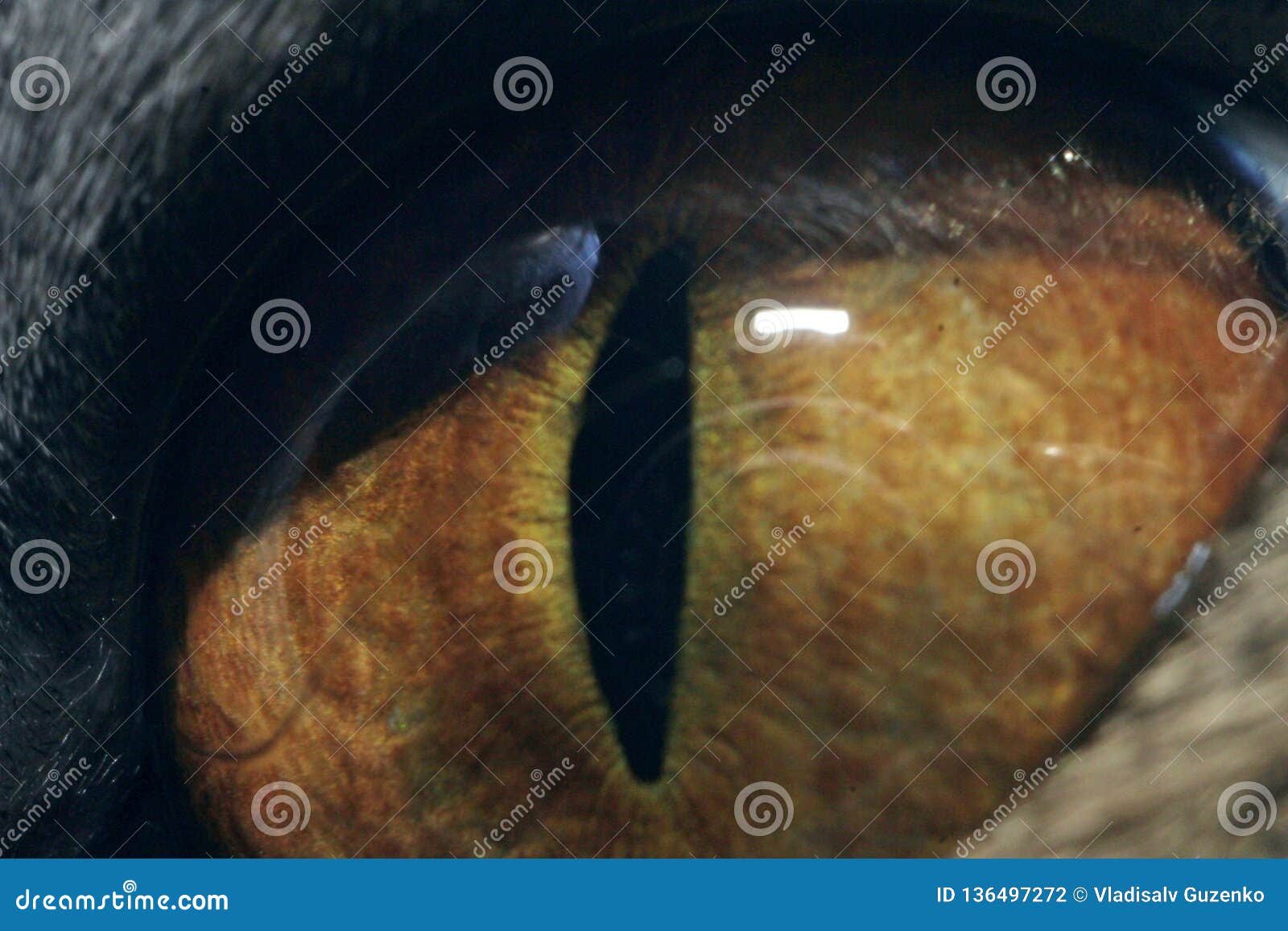 Cat`s Eye At Maximum Magnification Macro Stock Photo Image of