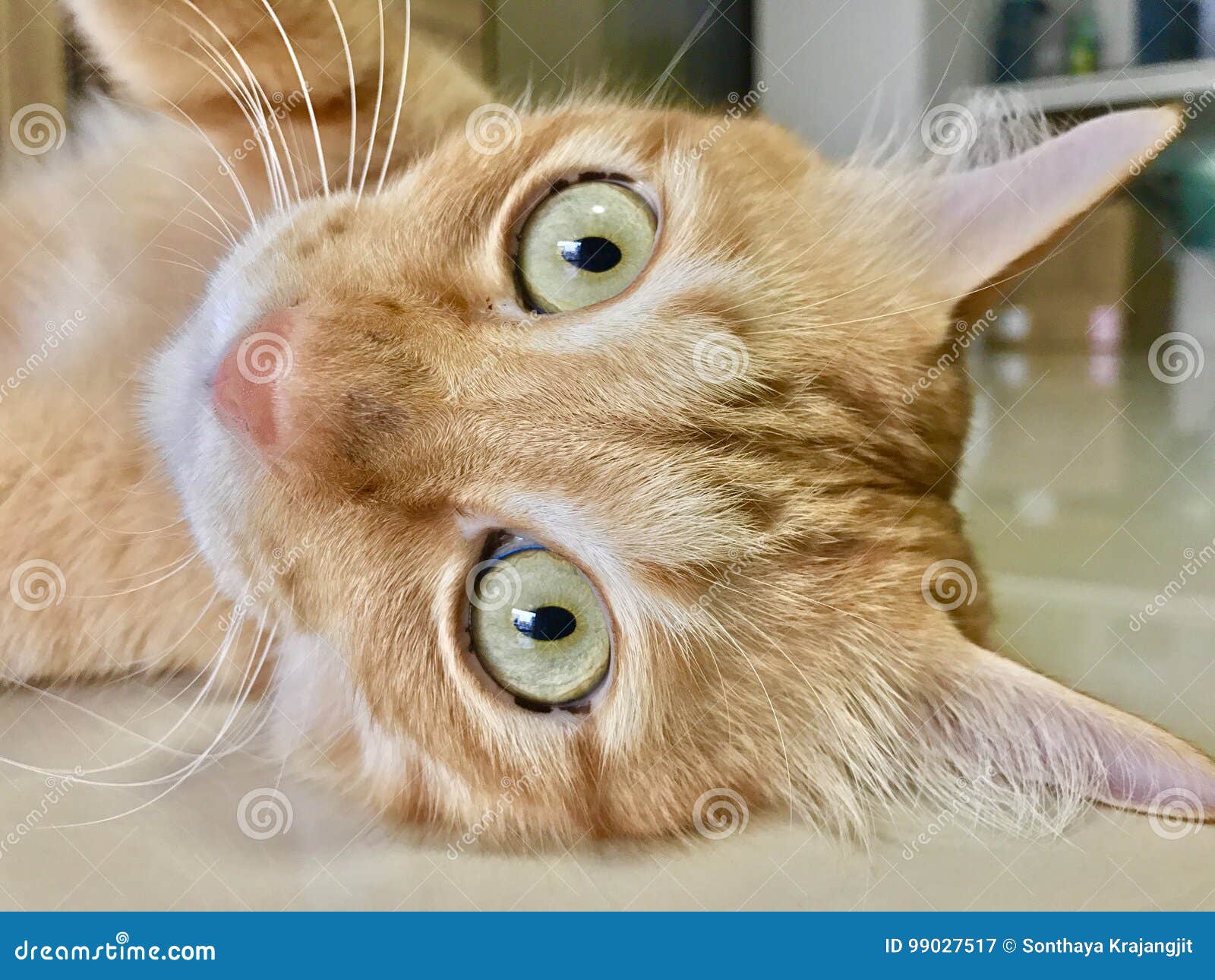 Cat eyes stock image. Image of cute, looking, eyes, kitty 99027517