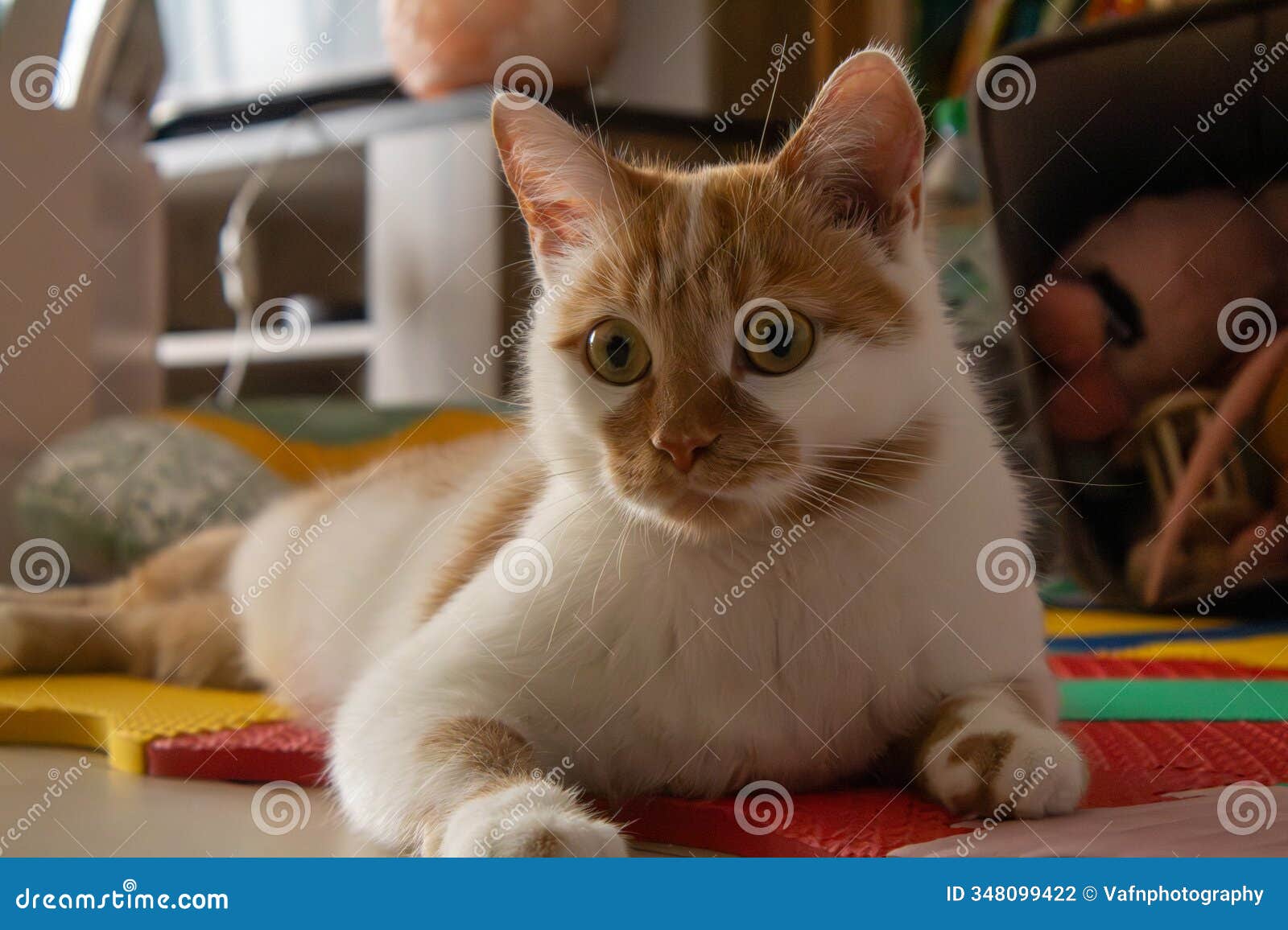 a furry ginger and white cat resting on a armchair