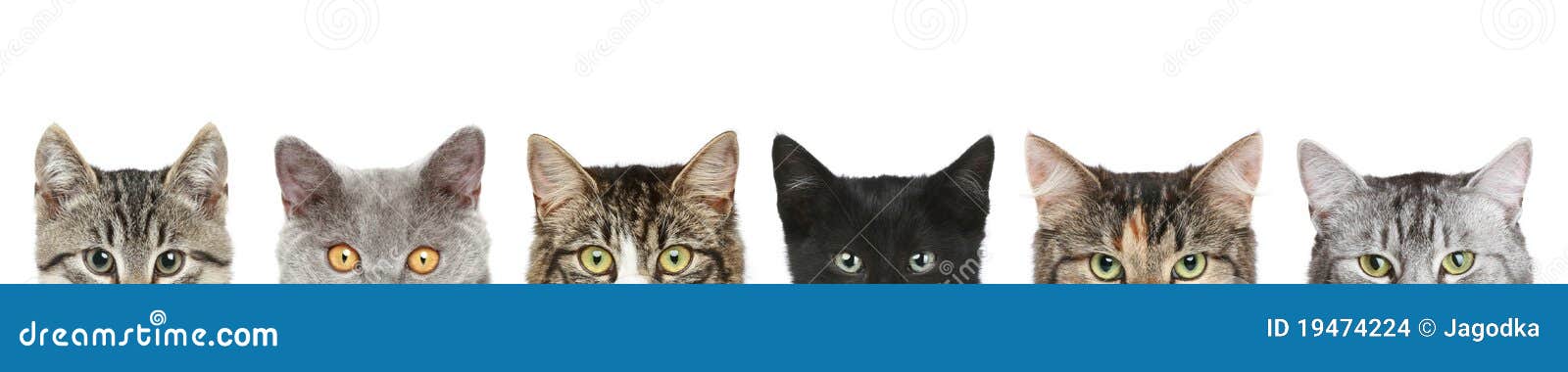 cats half heads on a white background