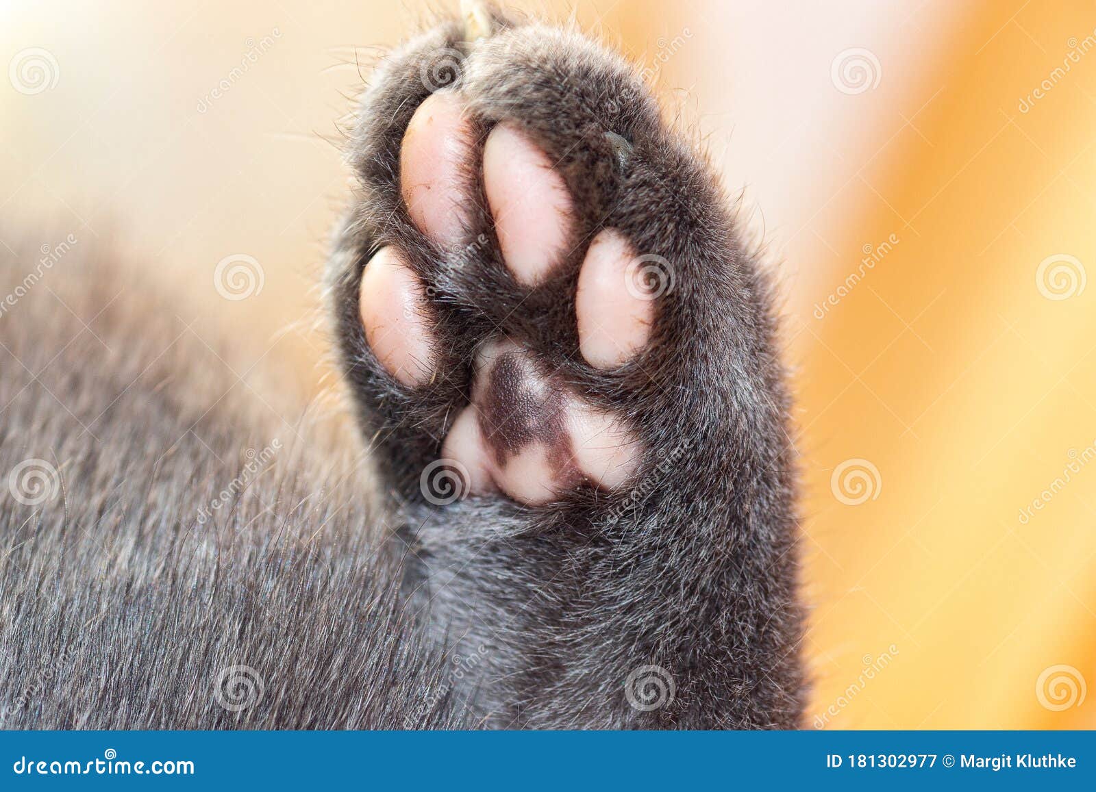 Cat's Paw with Pink Colored Pads Isolated Against Plain Background