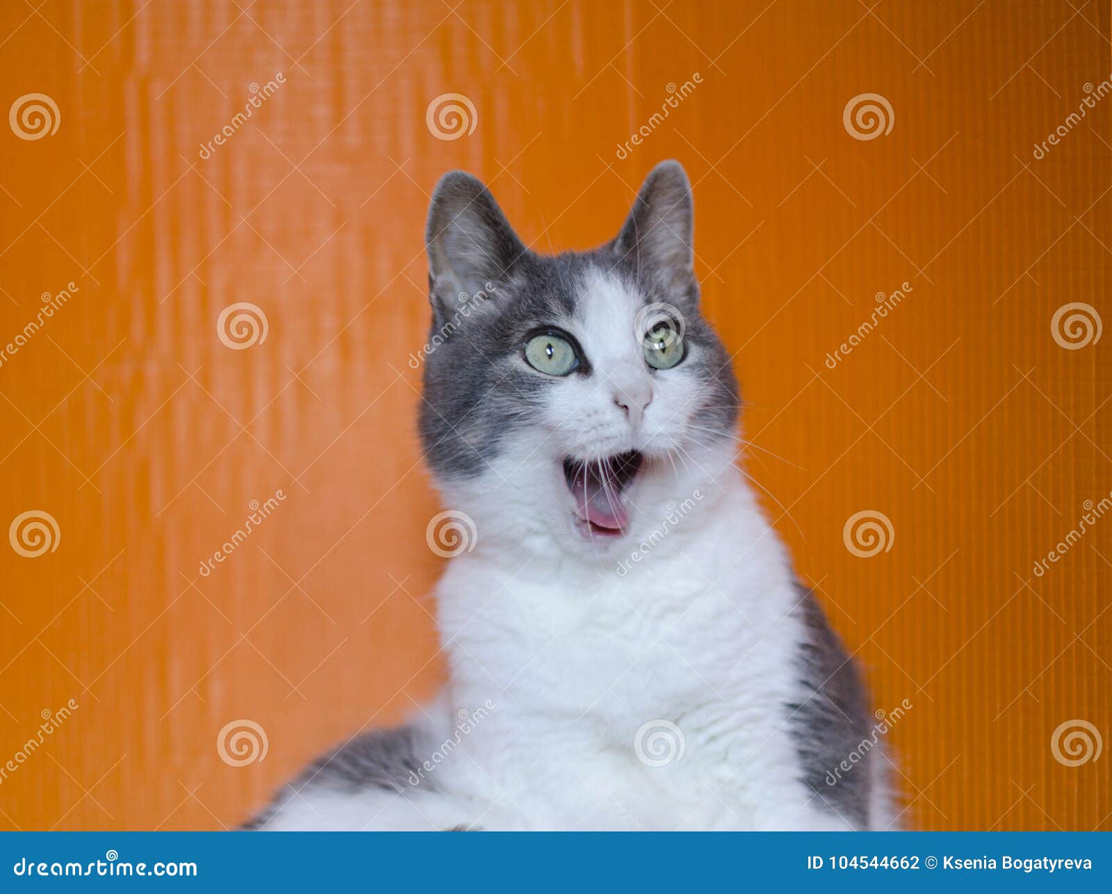 funny surprised cat