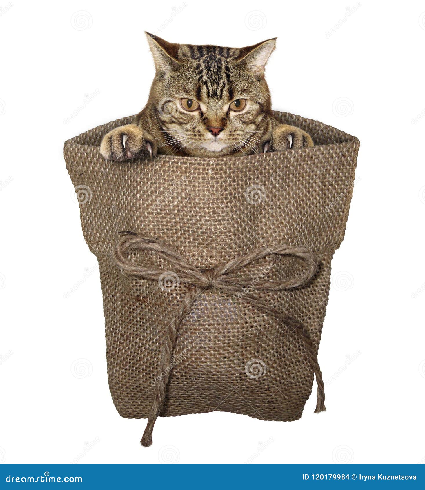 the cat sack