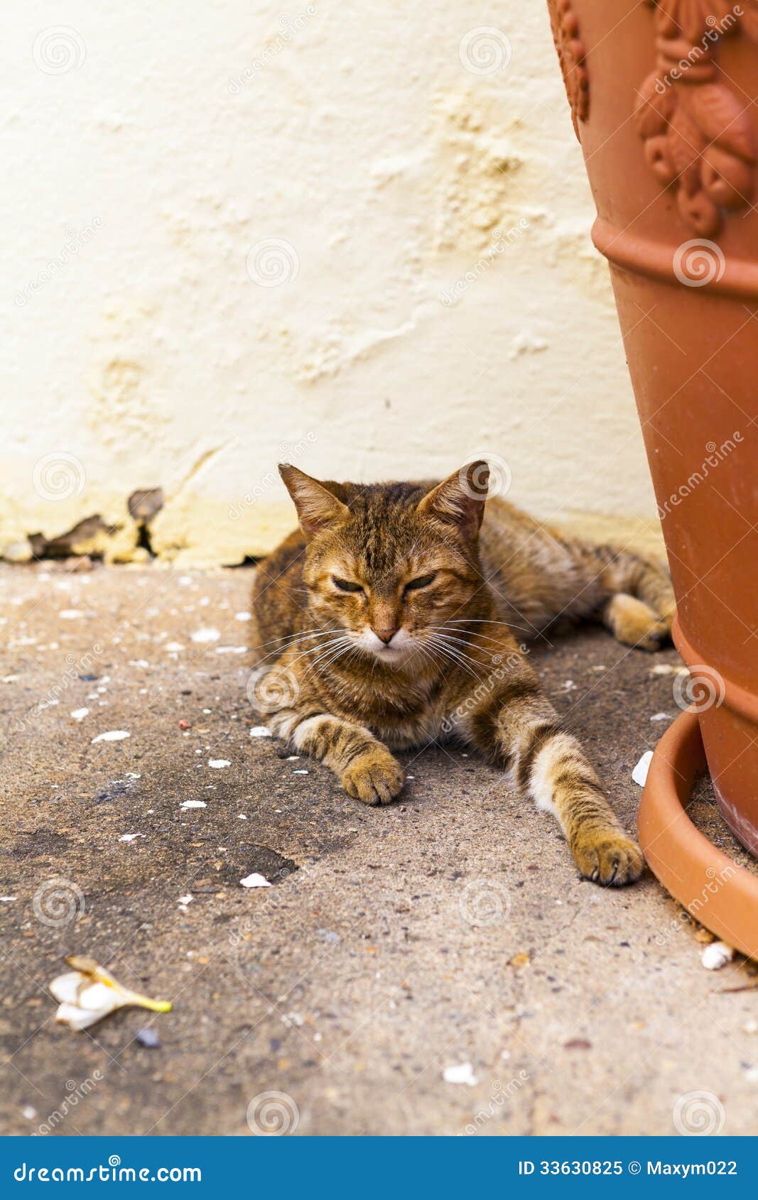 instal the new for apple Talking Juan Cat Simulation instal the new for apple Talking Juan Cat Simulation