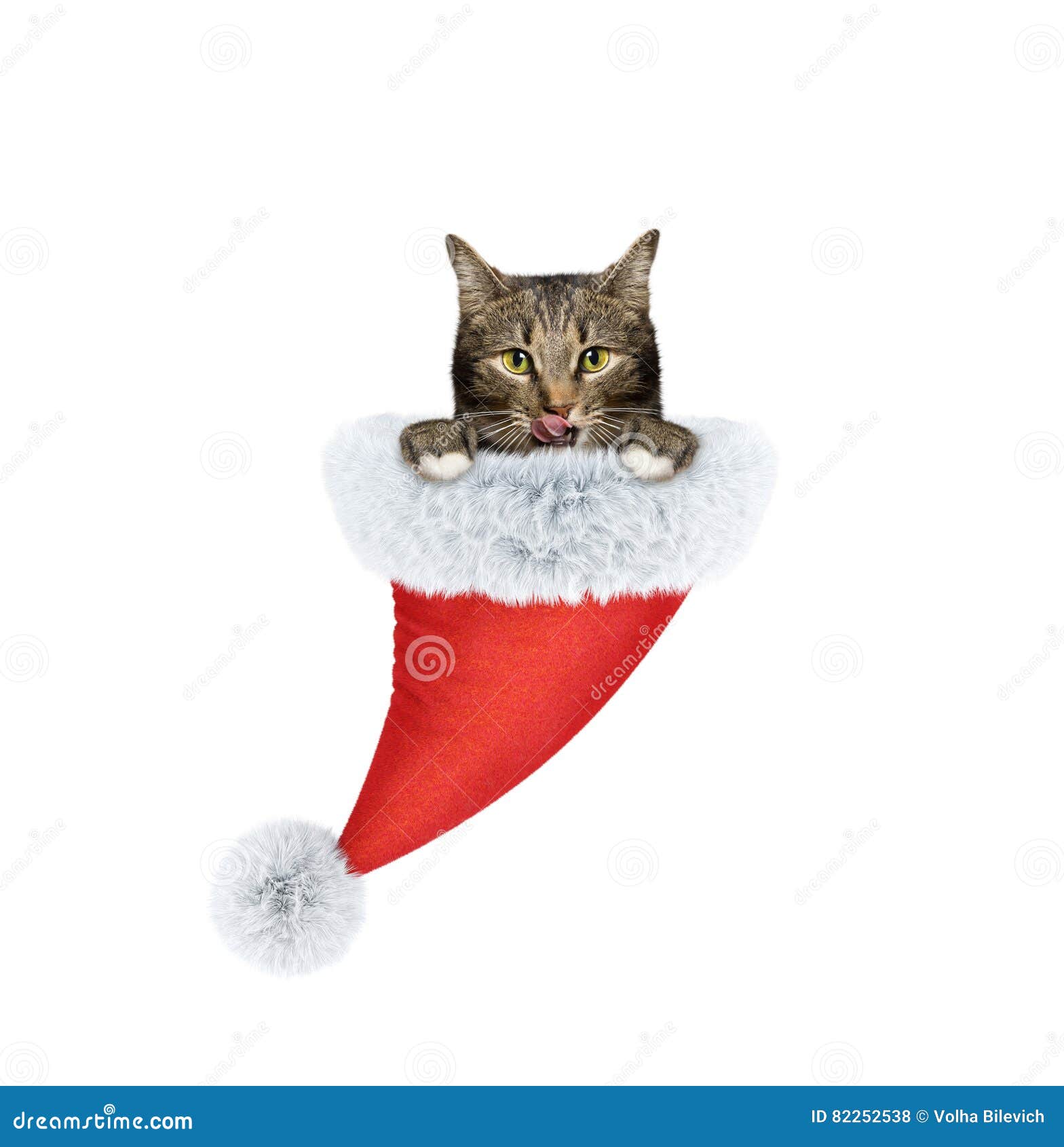 Cat in a santa hat stock photo. Image of costume, holiday 82252538