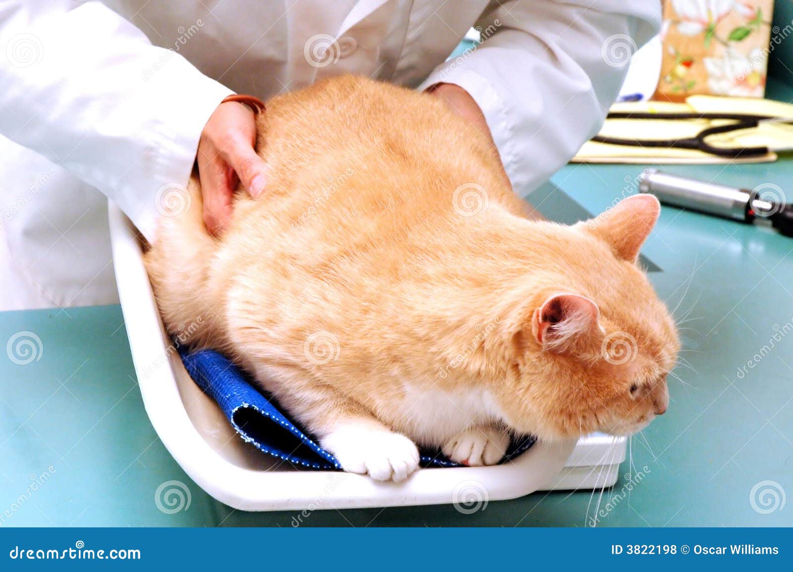 Veterinarian putting cat on the weight scale at veterinarian clinic. Stock  Photo