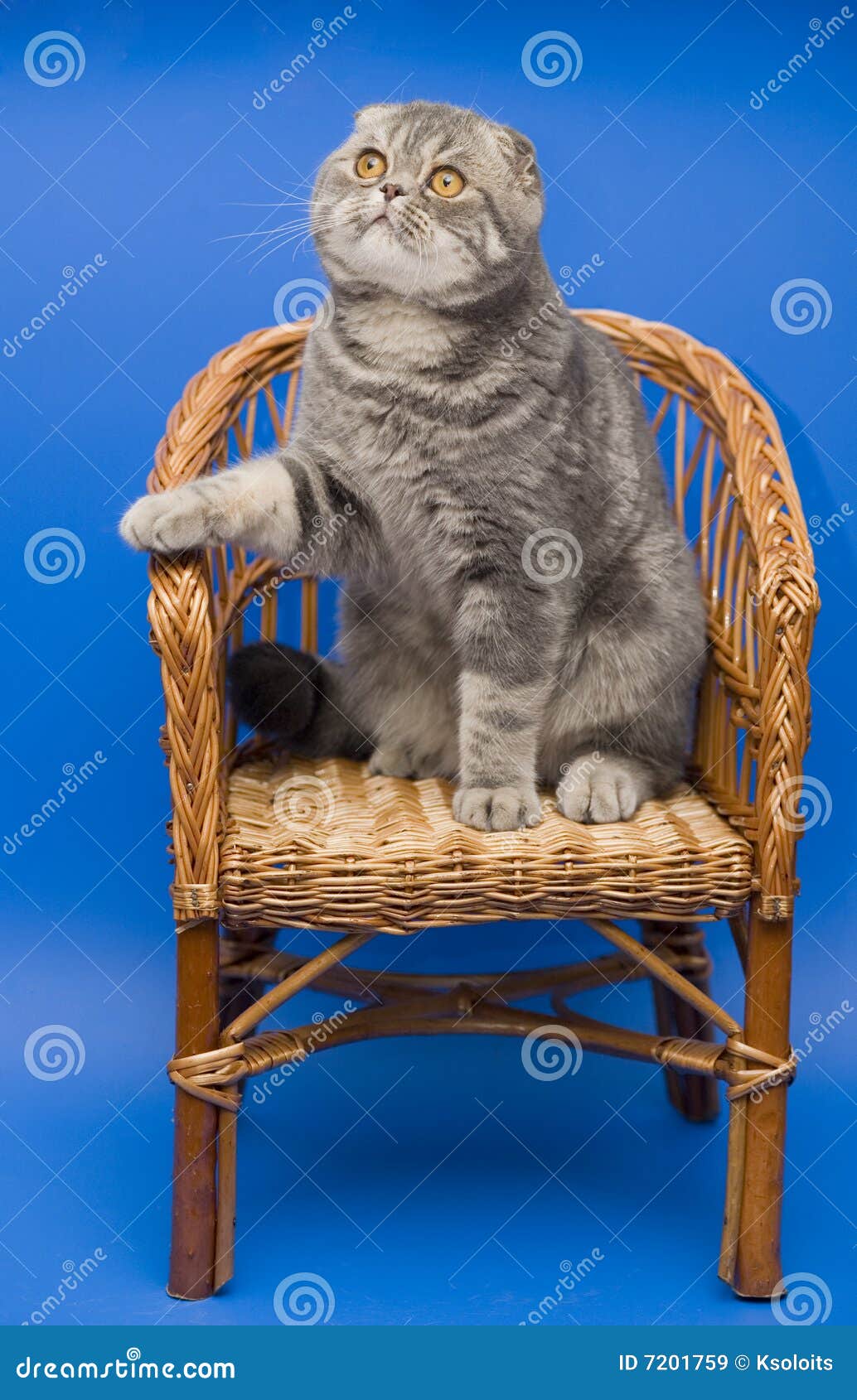 Cat Scottish Fold stock image. Image of sits, fold, grey 7201759