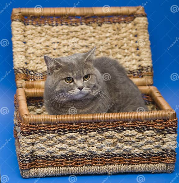 Cat Scottish Straight stock image. Image of blue, grey 7216711