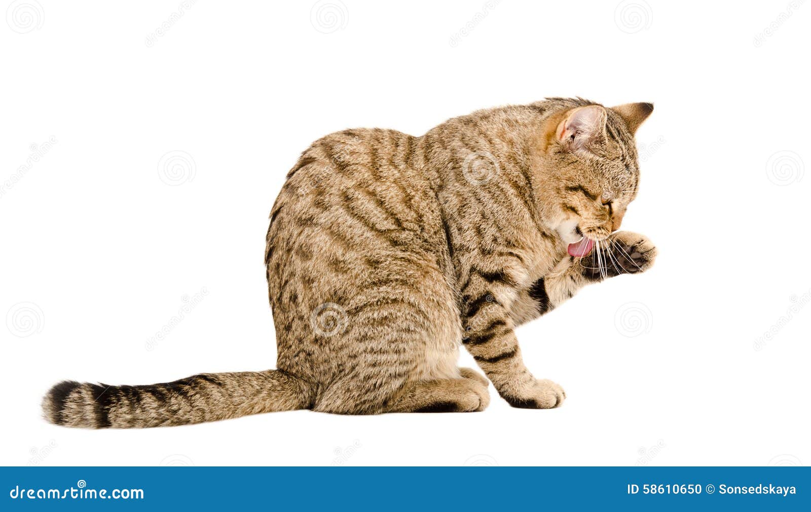 Cat Scottish Straight Washes His Face Stock Photo Image of beauty, animal 58610650