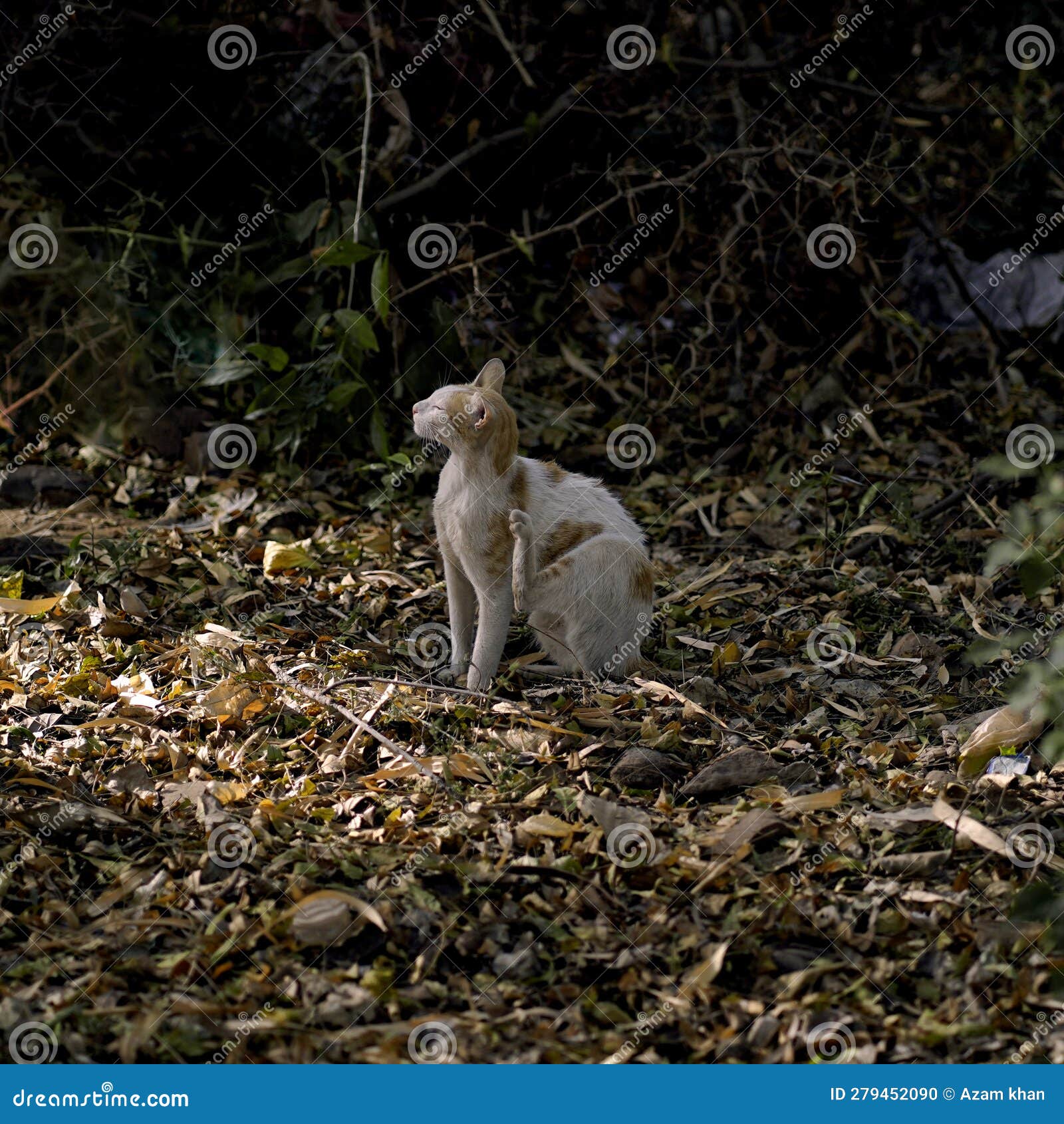 Cat stock photo. Image of plant, animal, leaf, woodland 279452090