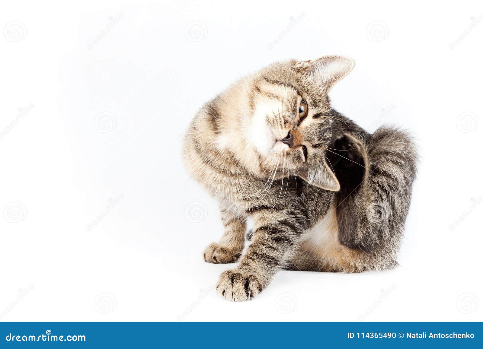 Cat scratches ear stock photo. Image of ears, white 114365490