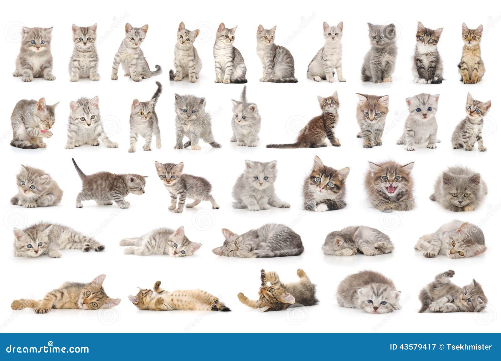 cats collage background