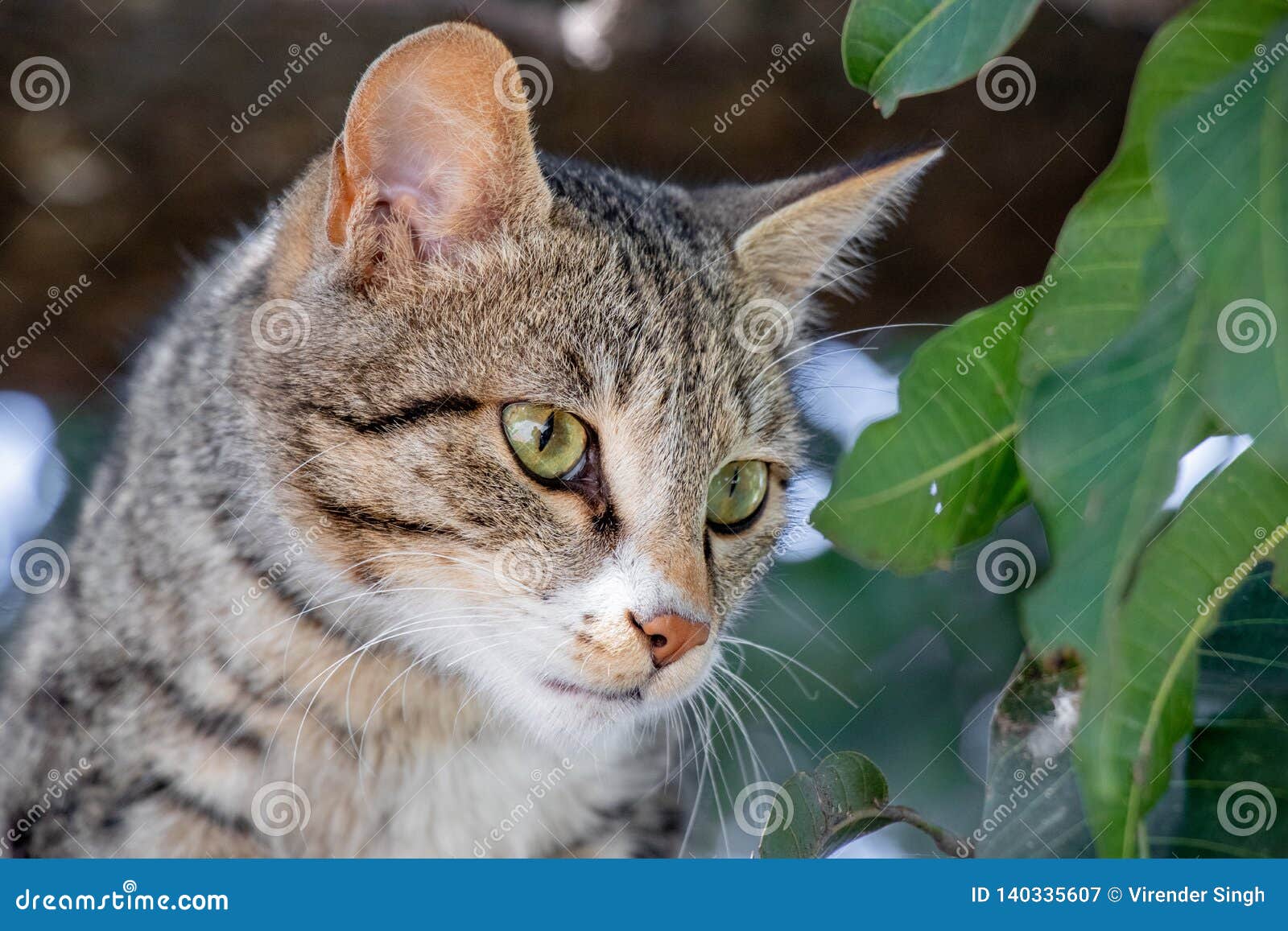 Cat setting on mango tree stock image. Image of brown 140335607