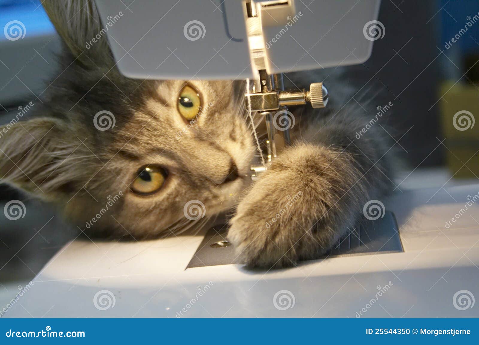 Cat with sewing machine stock photo. Image of foreground 25544350